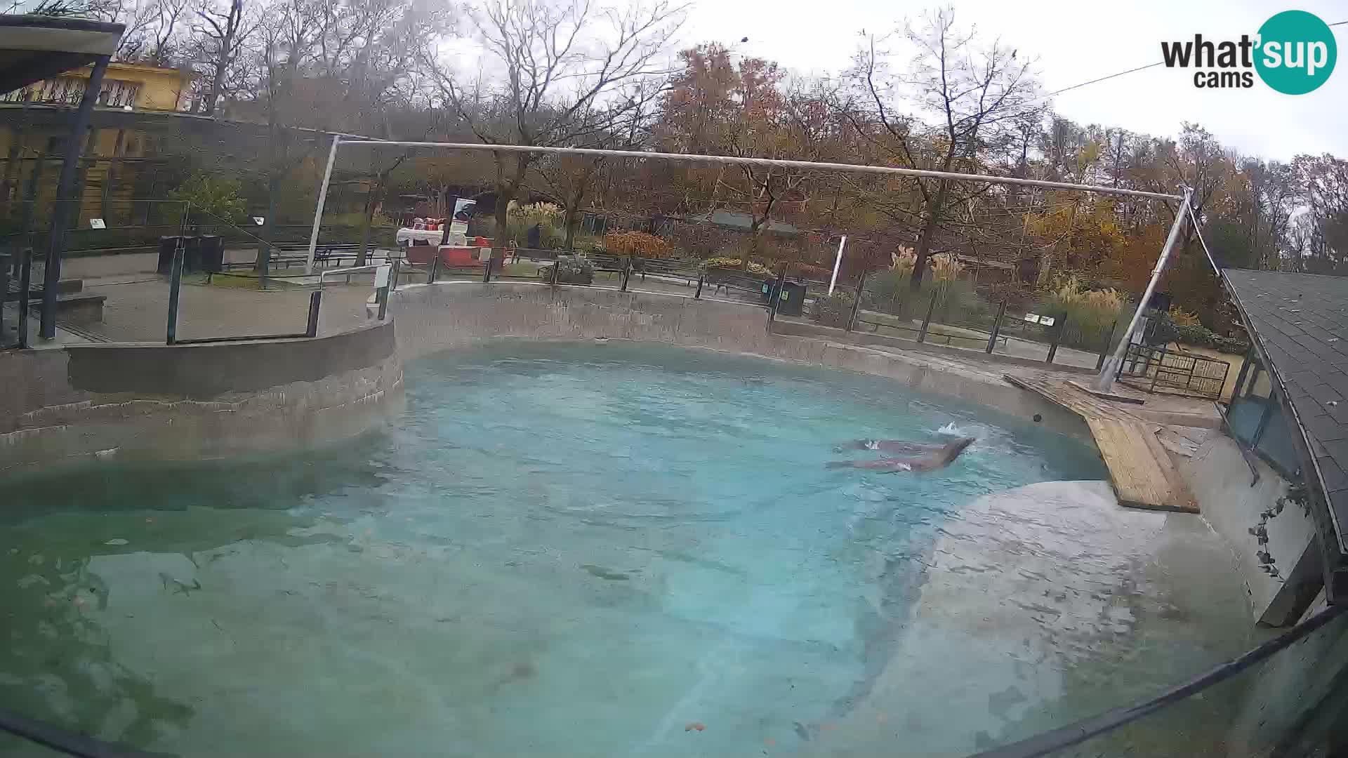 Zoo Zagreb –  León marino de California