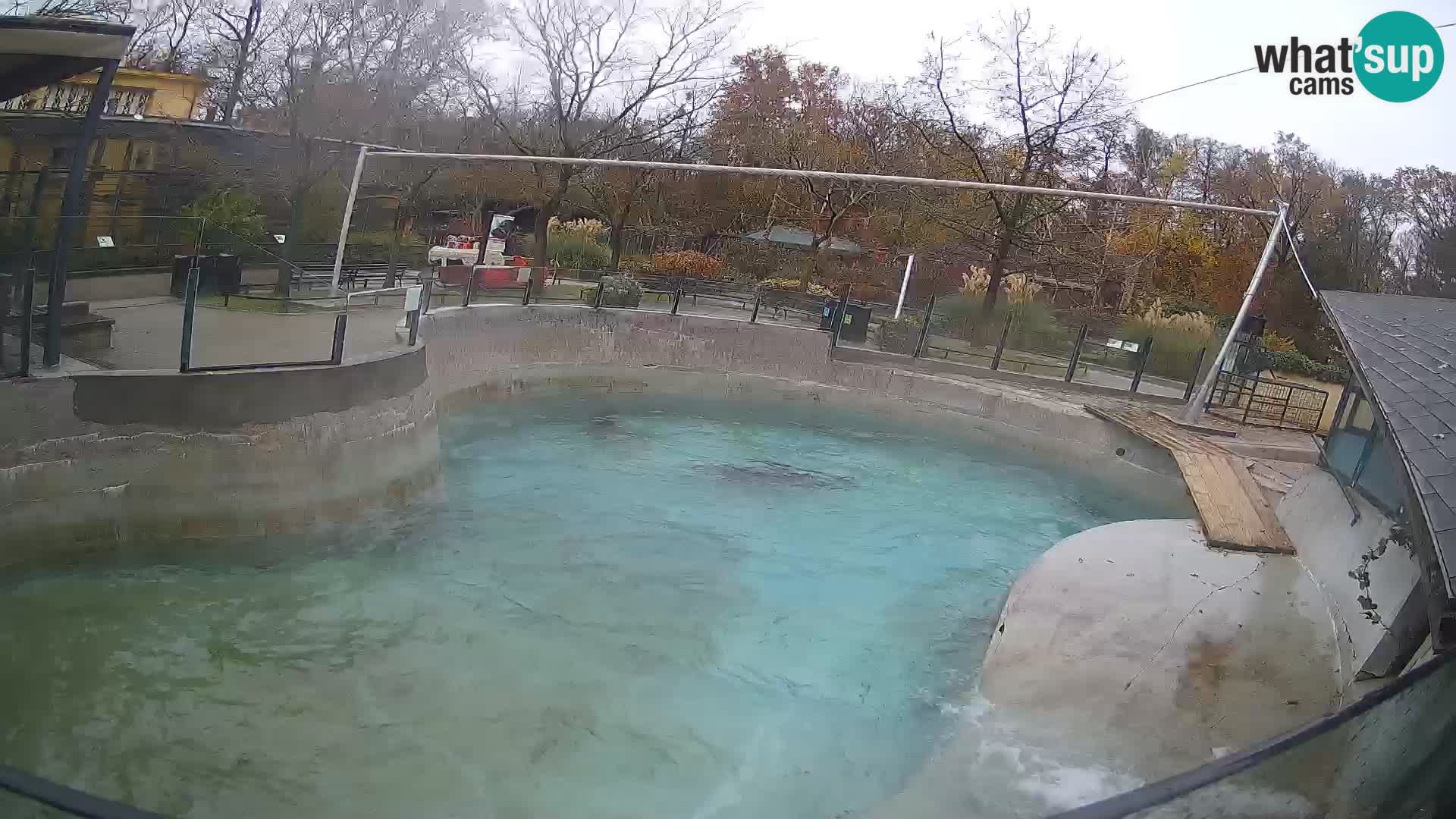 Zoo Zagreb –  León marino de California