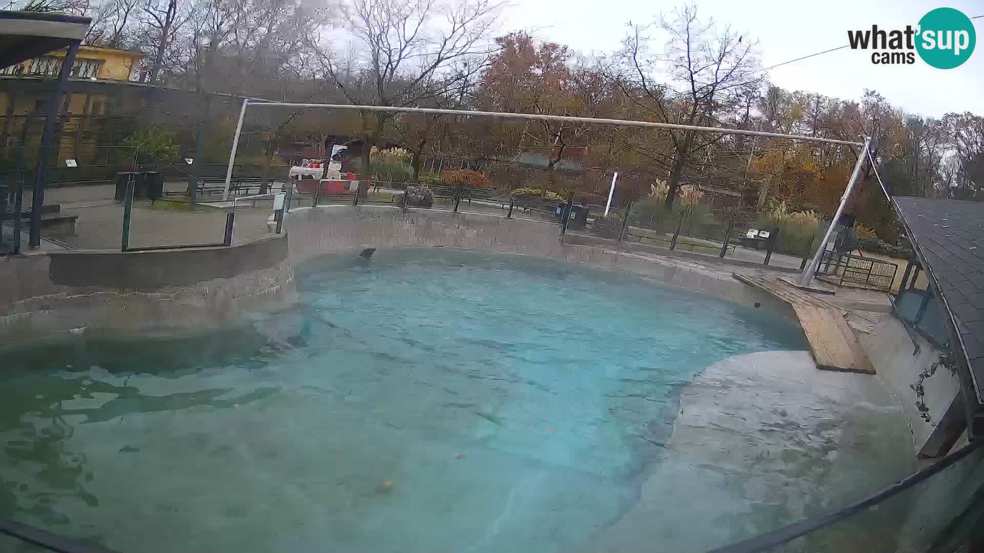 Zoo Zagreb –  León marino de California