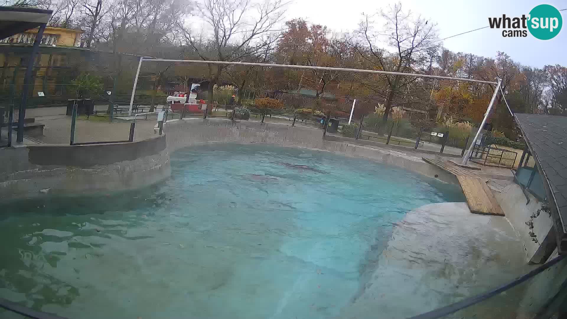 Zoo Zagreb –  León marino de California