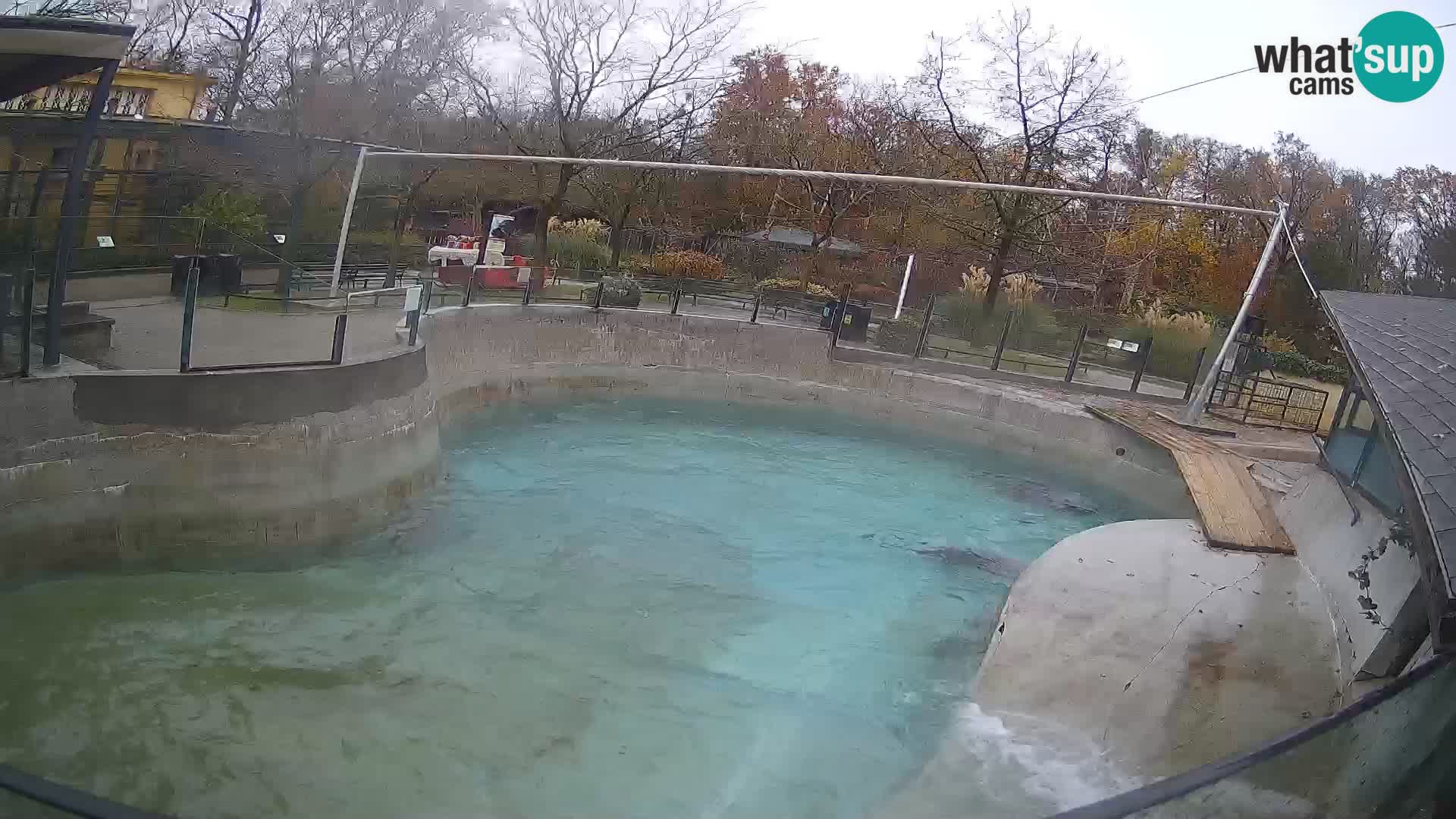 Zoo Zagreb –  León marino de California