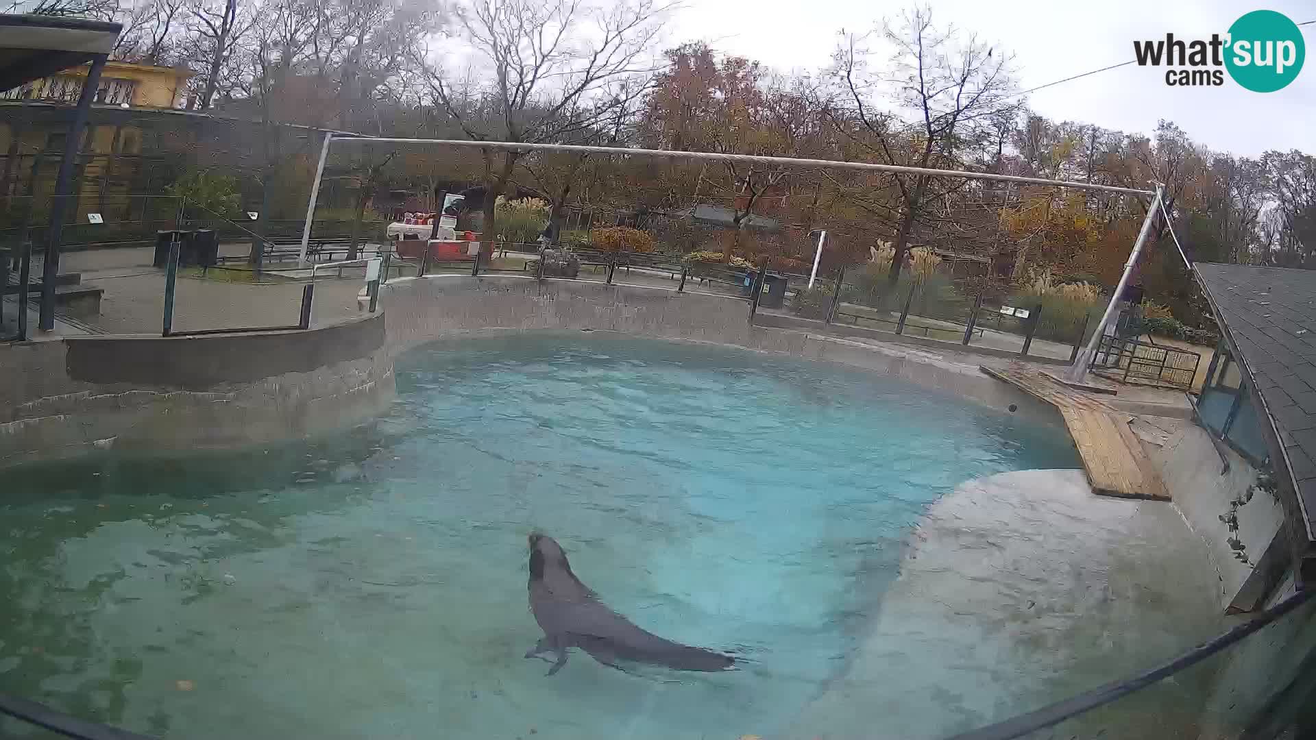 Zoo Zagreb –  León marino de California