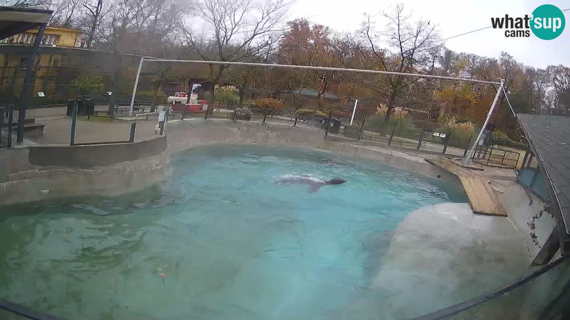 Zoo Zagreb –  León marino de California