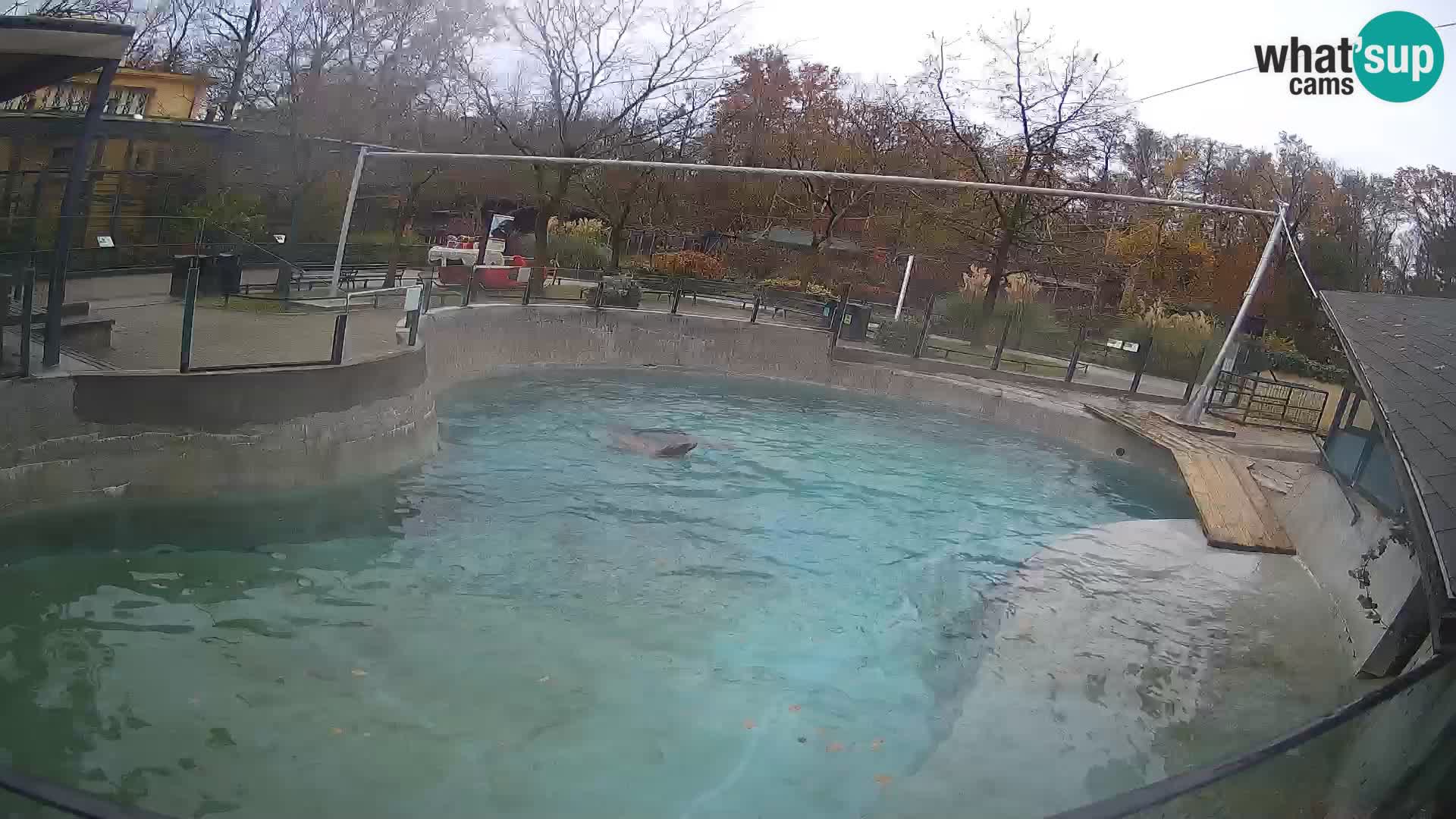 Zoo Zagreb –  León marino de California