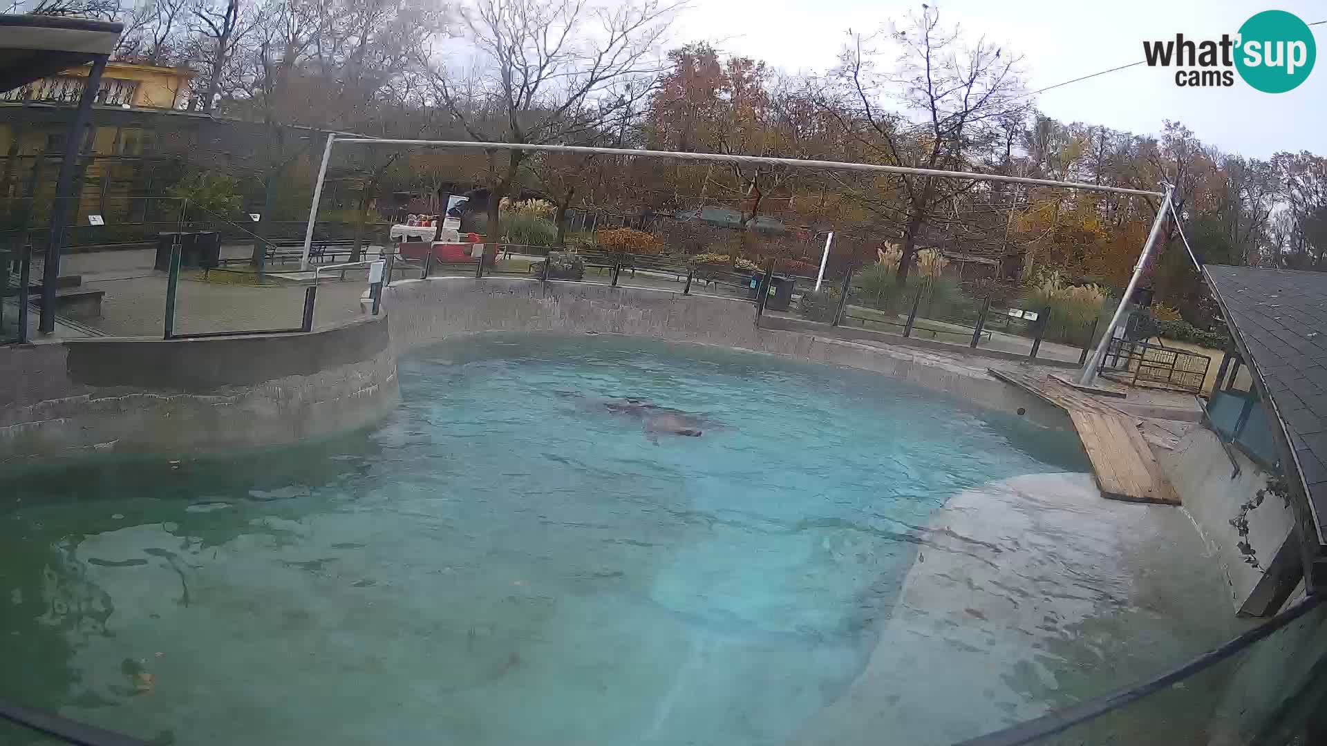 Zoo Zagreb –  León marino de California