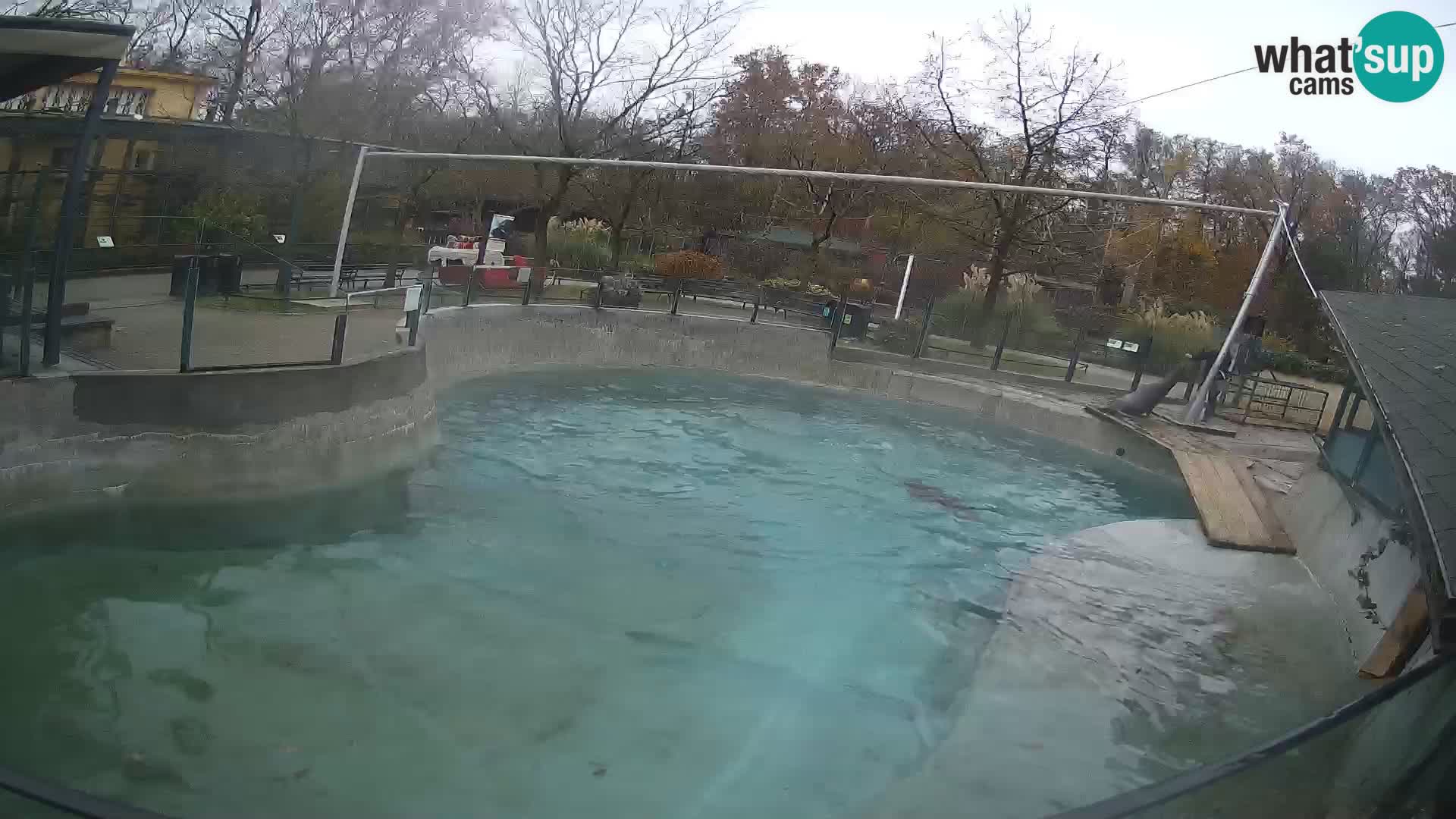 Zoo Zagreb –  León marino de California