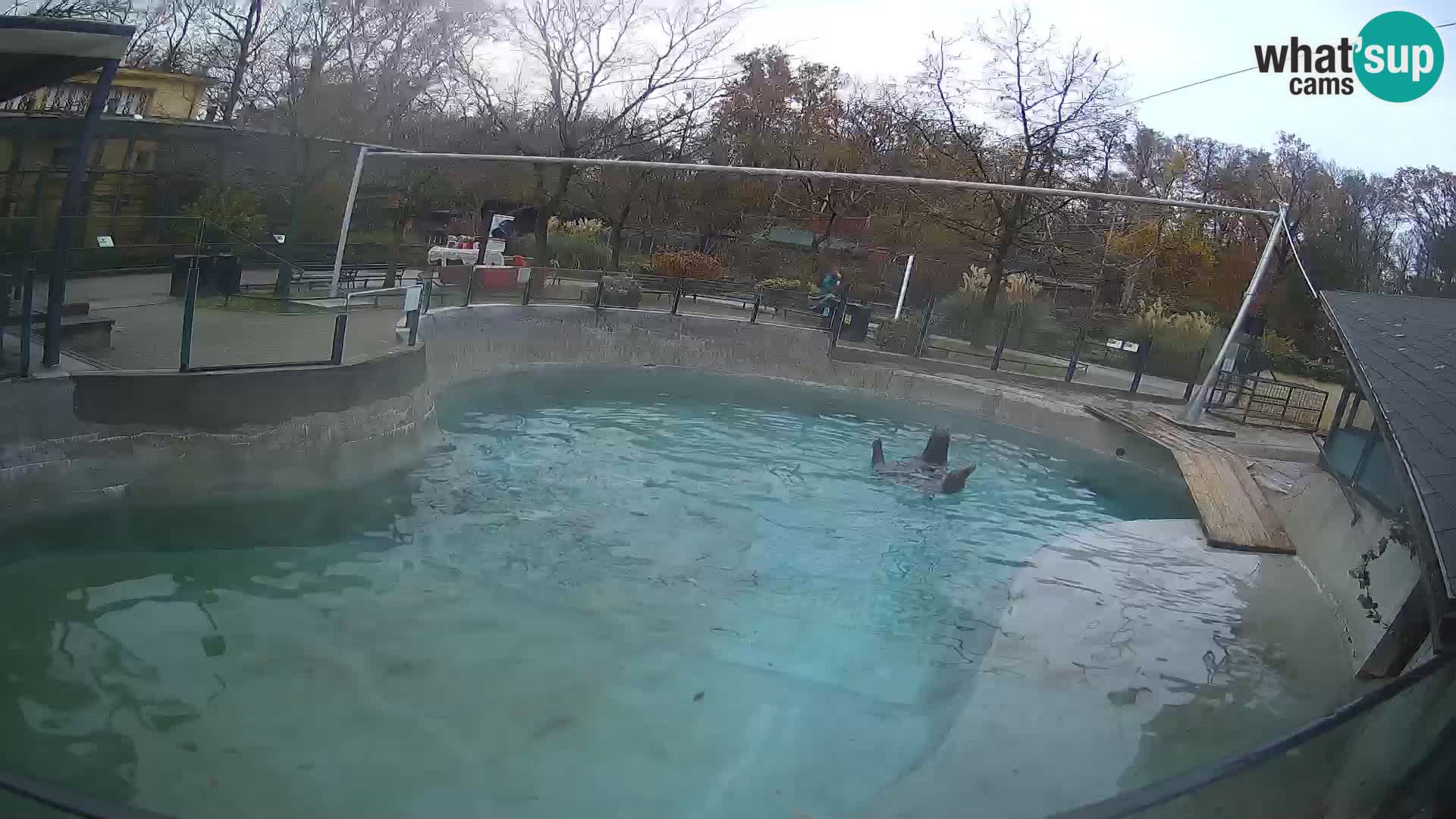 Zoo Zagreb –  León marino de California