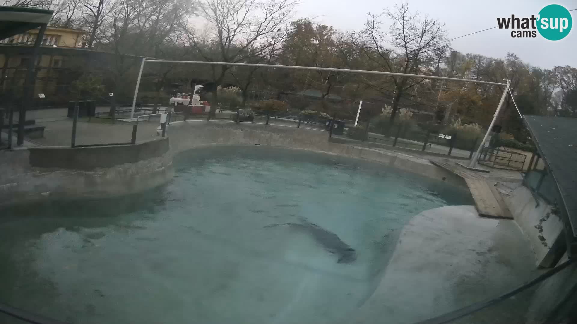 Zoo Zagreb –  León marino de California