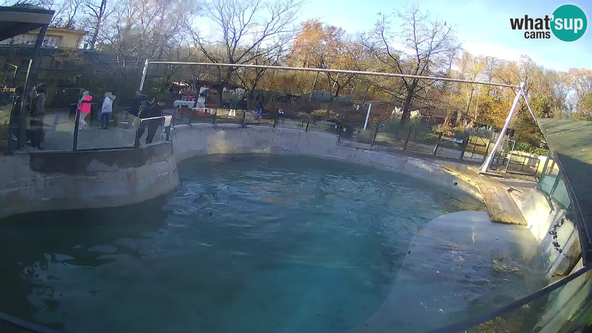 Zoo Zagreb –  León marino de California