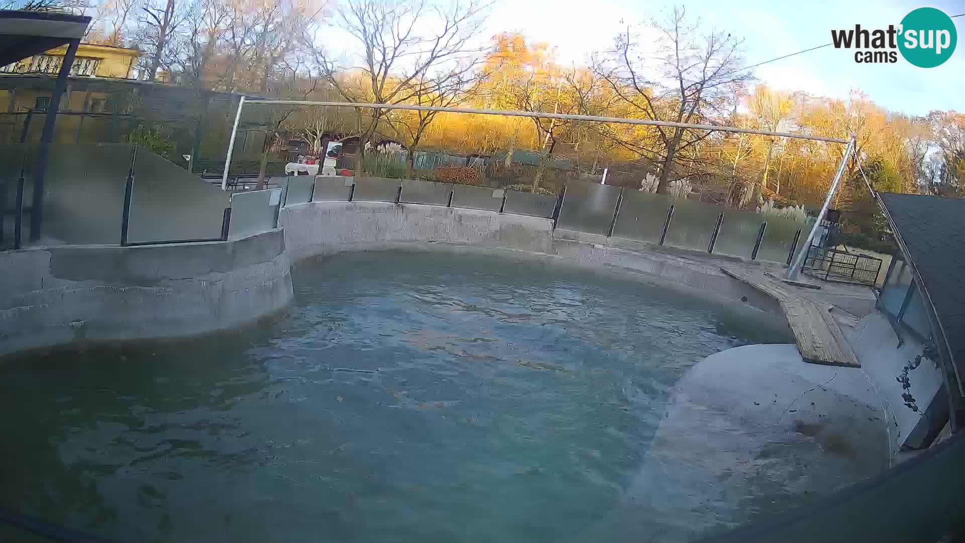 Zoo Zagreb –  León marino de California