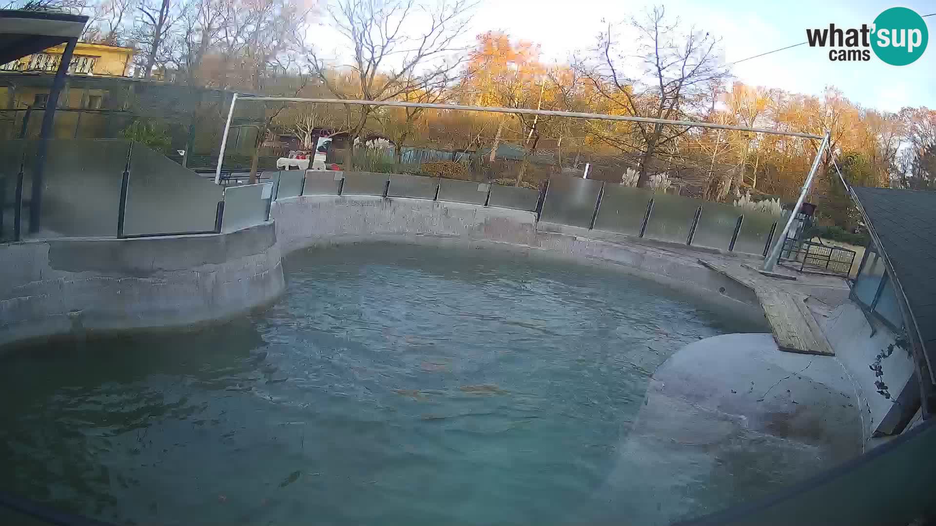 Zoo Zagreb –  León marino de California