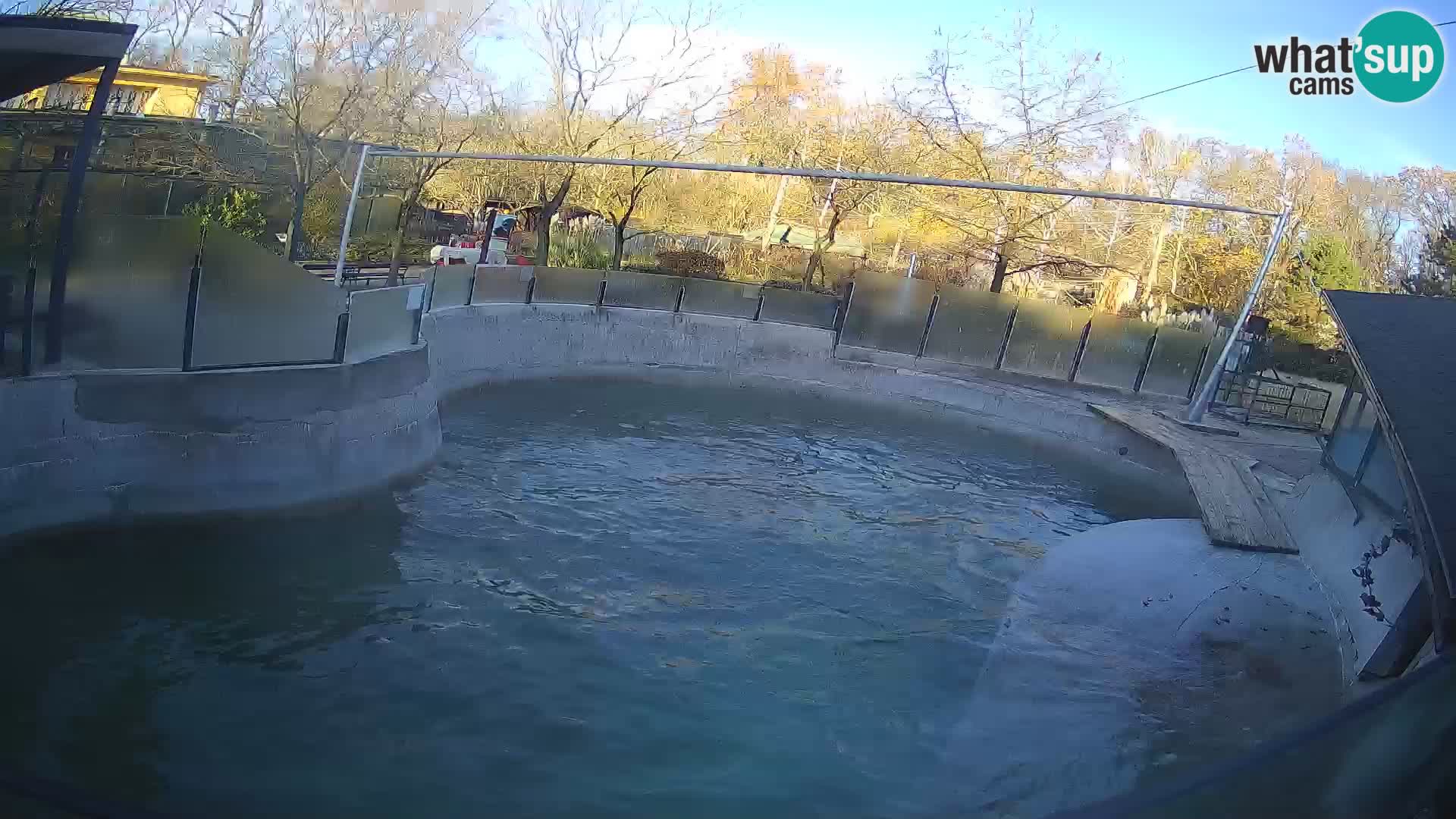 Zoo Zagreb –  León marino de California