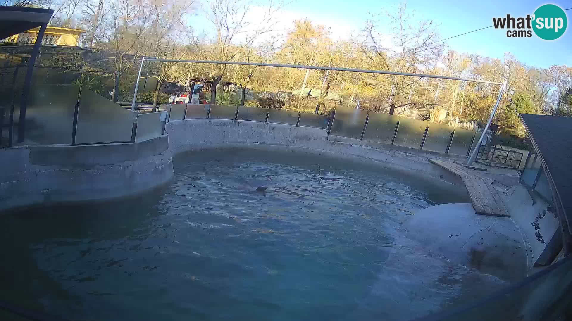 Zoo Zagreb –  León marino de California