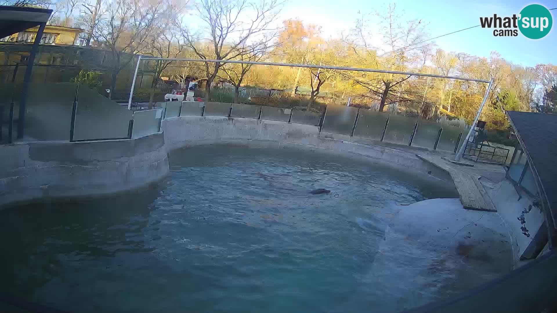 Zoo Zagreb –  León marino de California