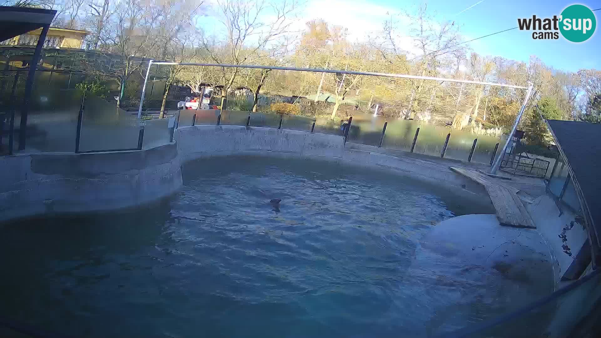 Zoo Zagreb –  León marino de California