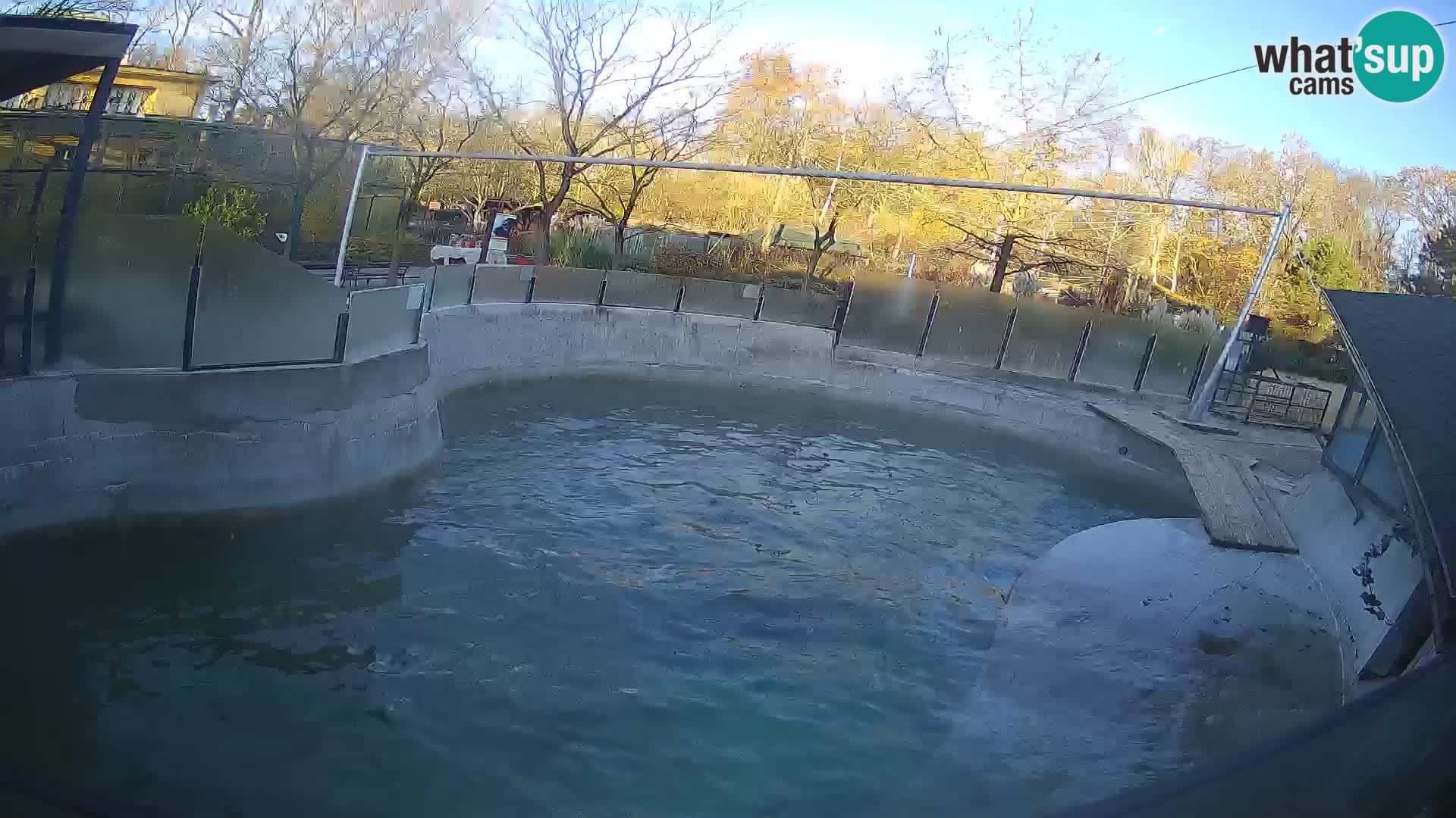 Zoo Zagreb –  León marino de California