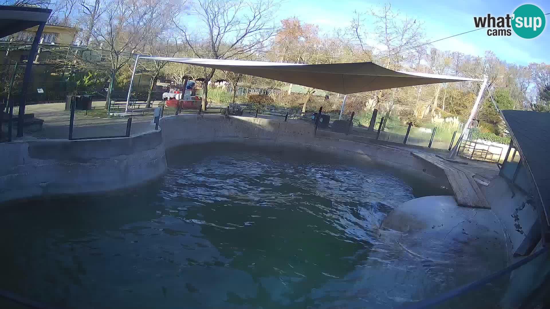 Zoo Zagreb –  León marino de California