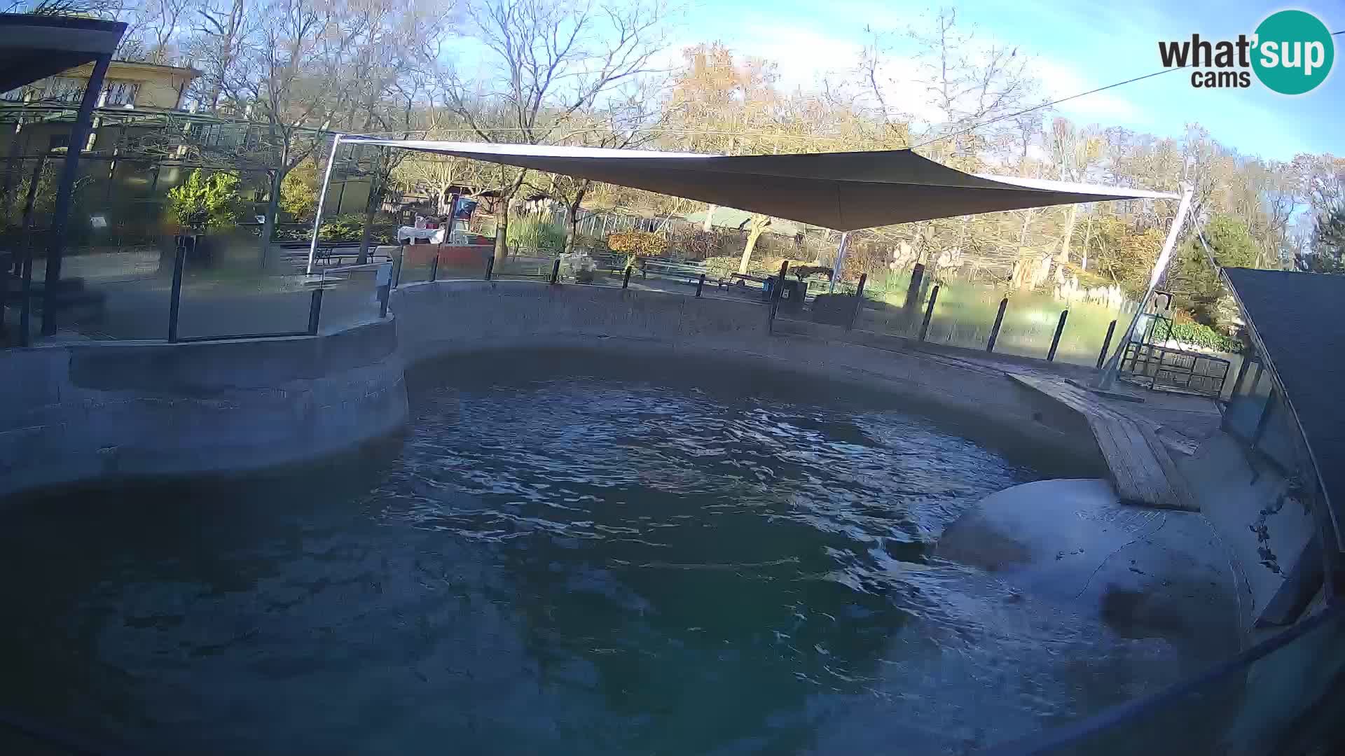 Zoo Zagreb – Kalifornijski morski lav