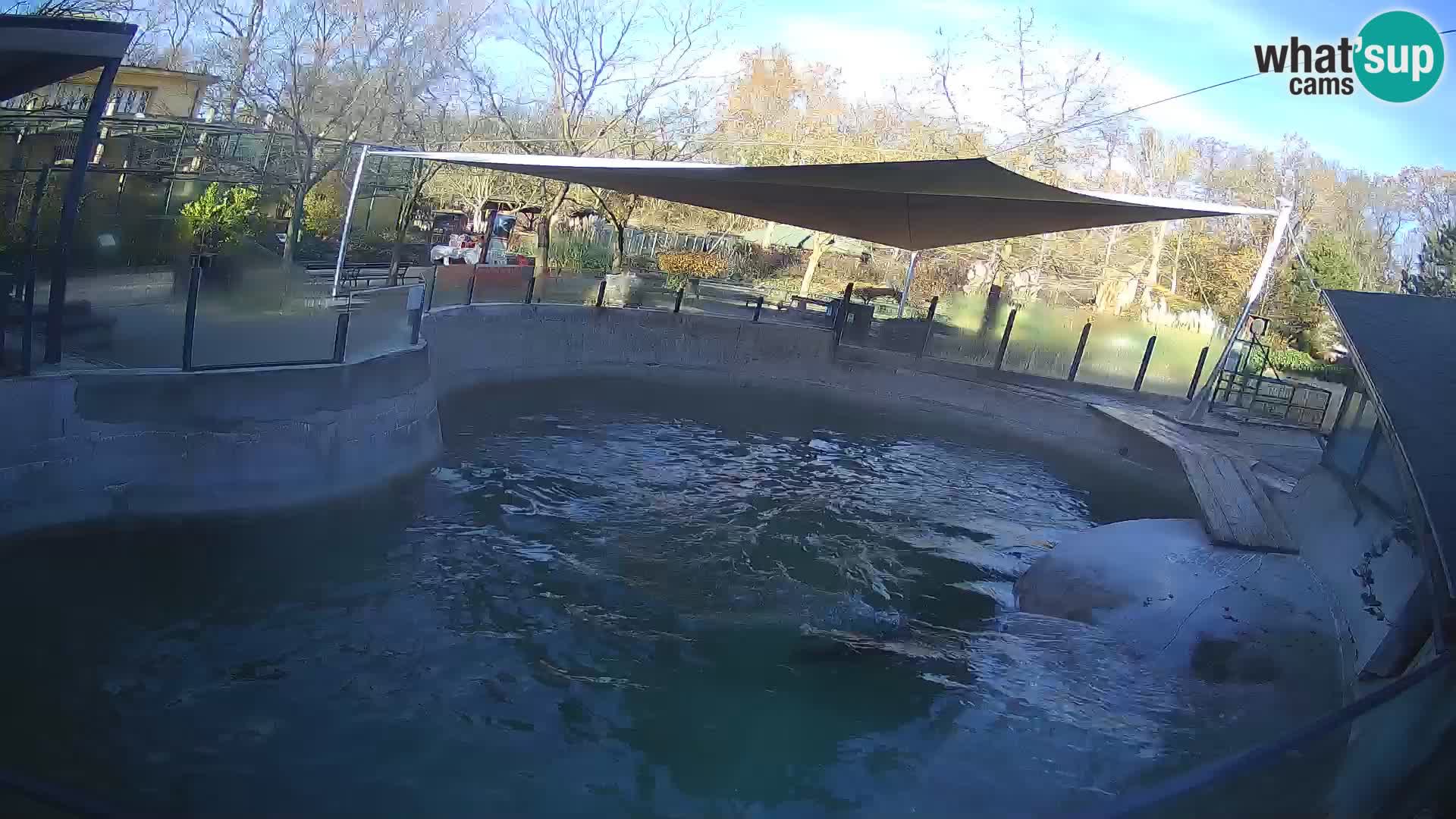 Zoo Zagreb – Kalifornijski morski lav