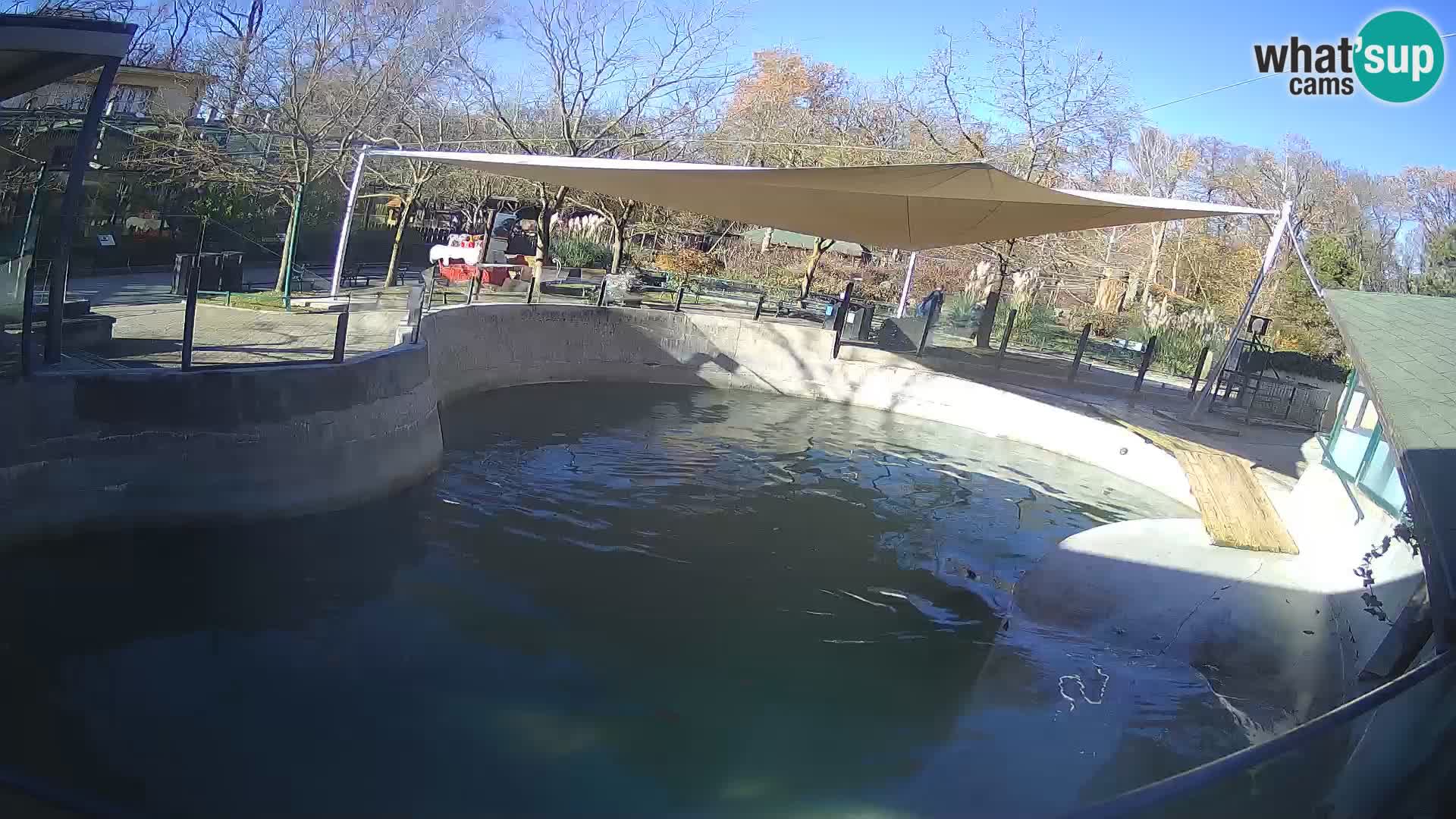 Zoo Zagreb –  León marino de California