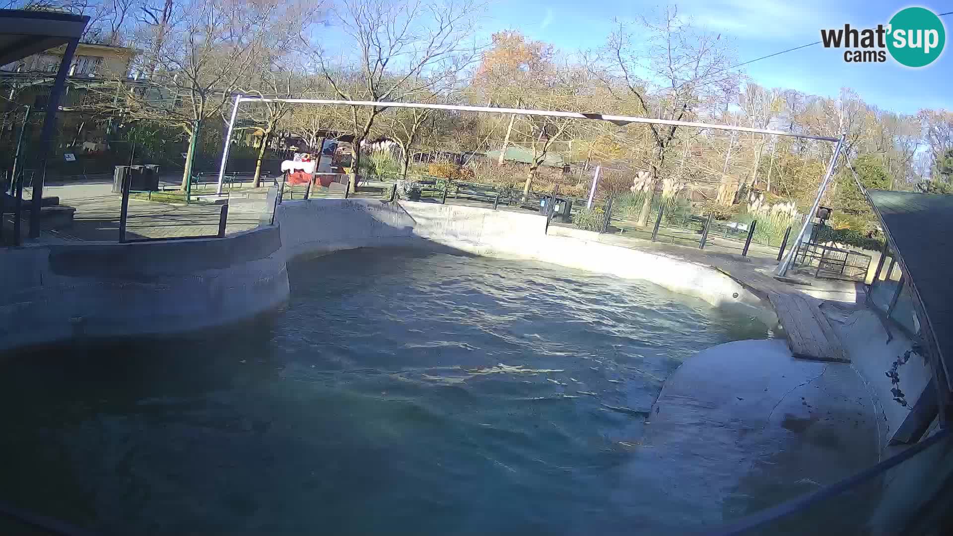 Zoo Zagreb –  León marino de California