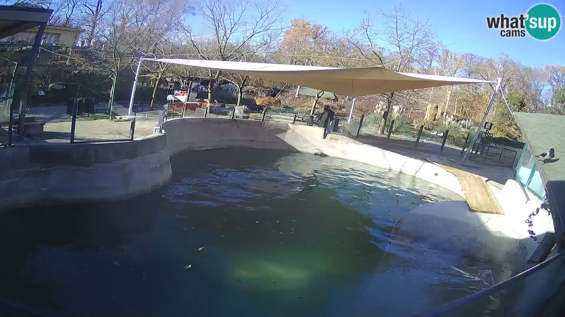 Zoo Zagreb –  León marino de California