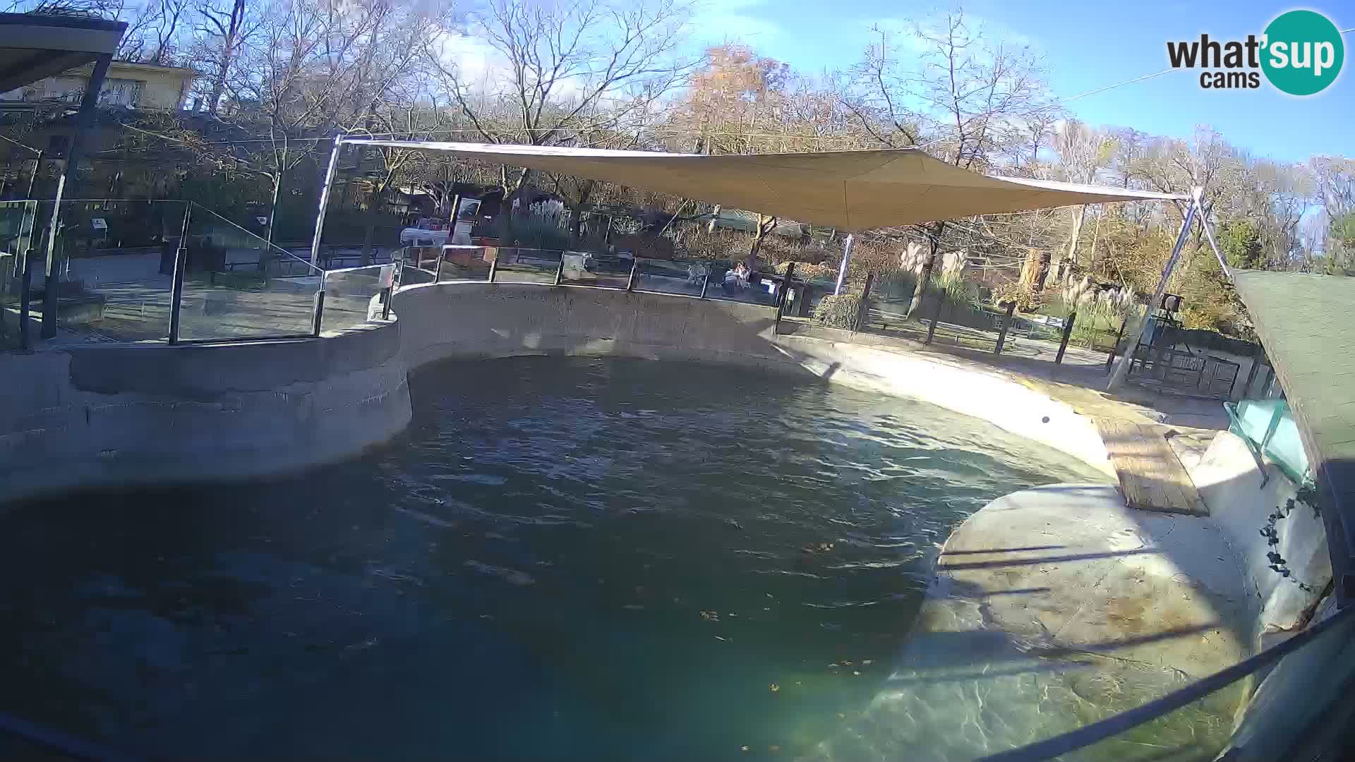 Zoo Zagreb –  León marino de California