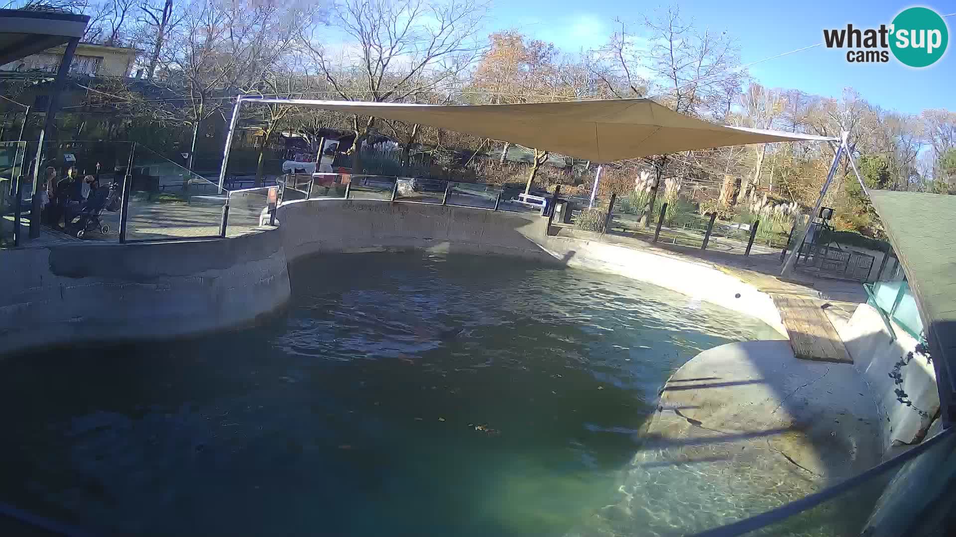 Zoo Zagreb –  León marino de California