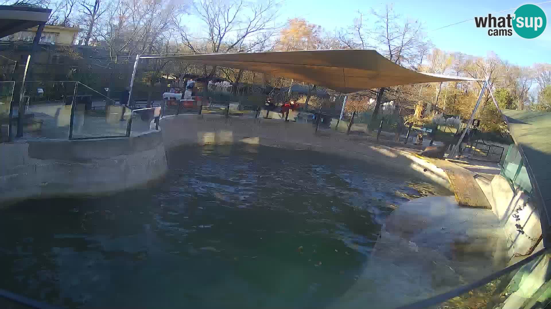 Zoo Zagreb – Kalifornijski morski lev