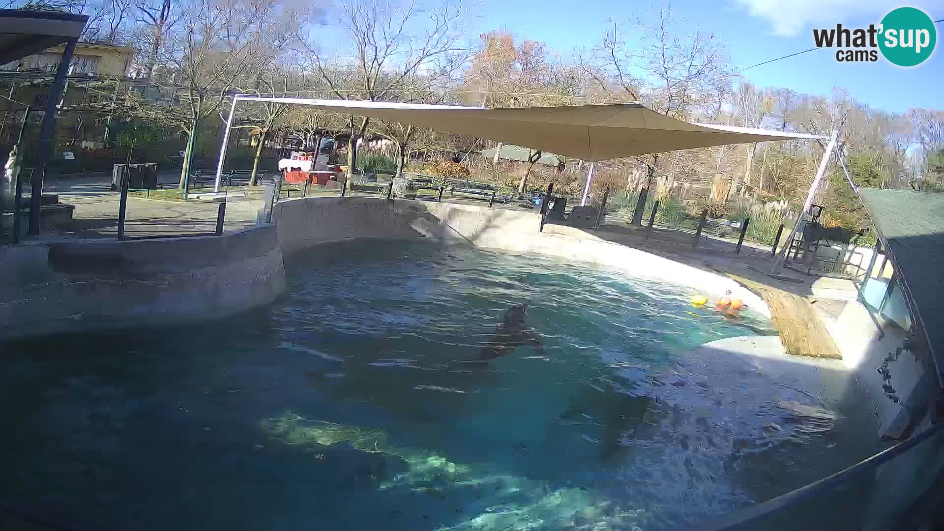 Zoo Zagreb –  León marino de California