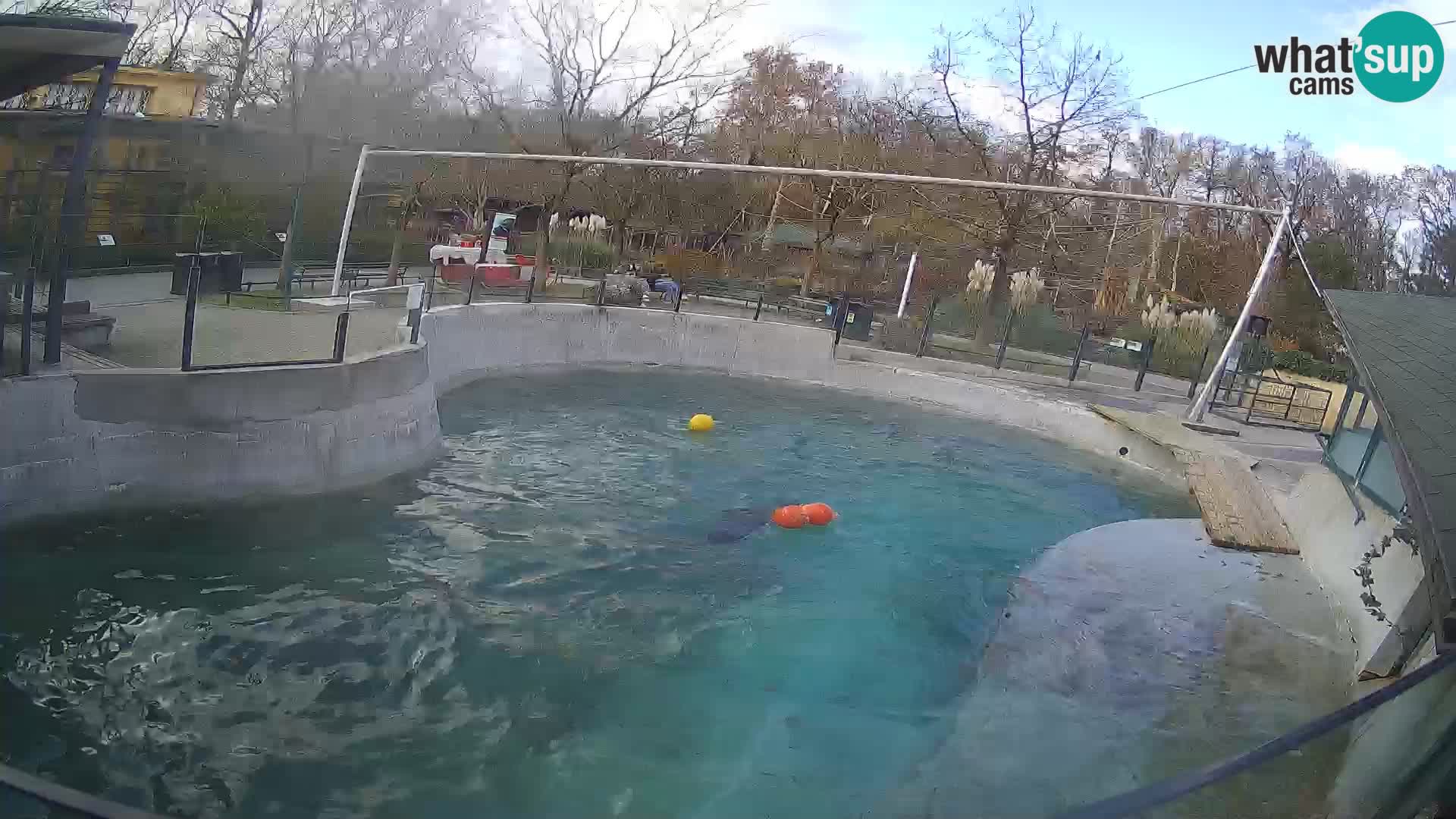 Zoo Zagreb –  León marino de California