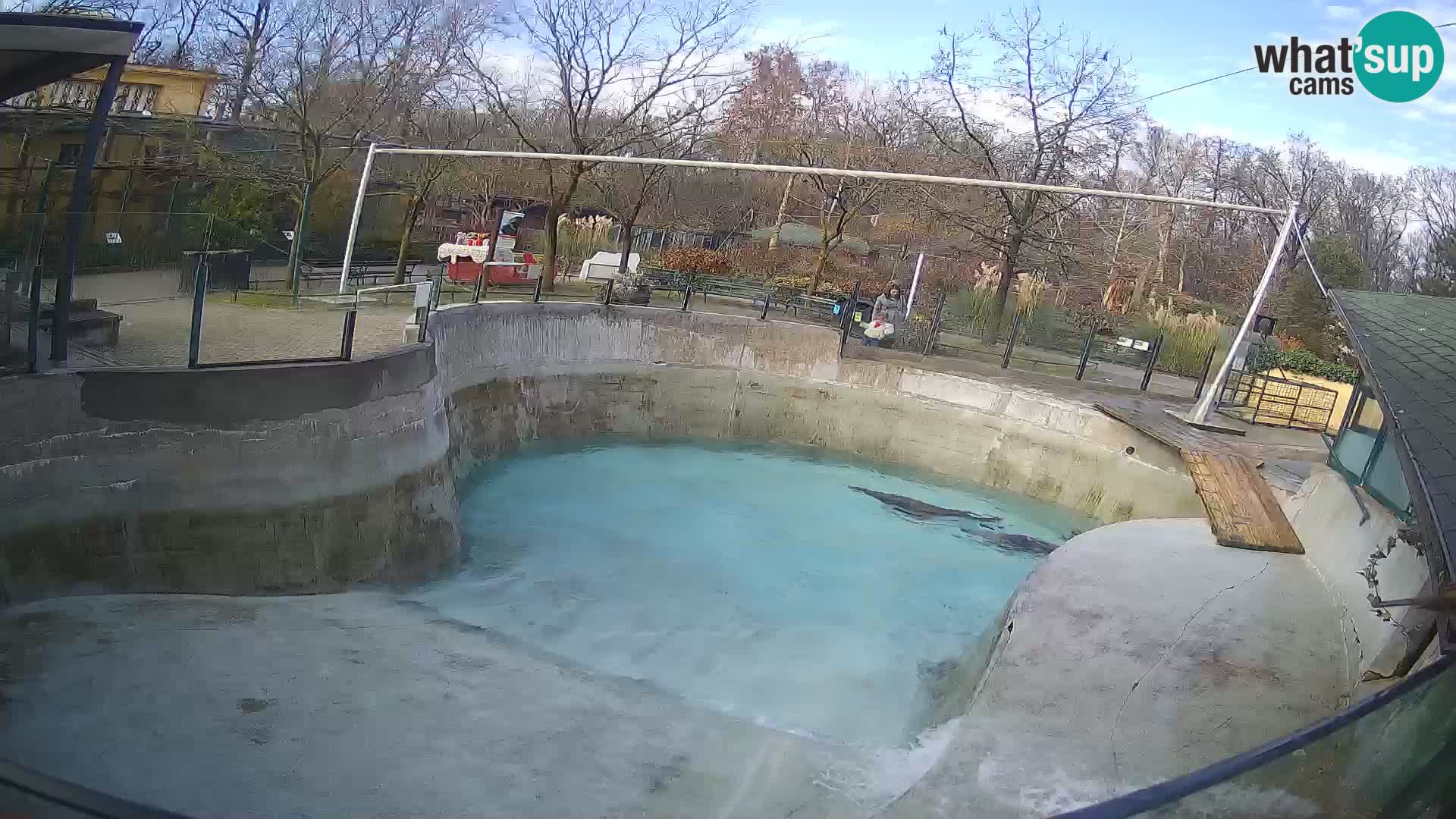 Zoo Zagreb –  León marino de California