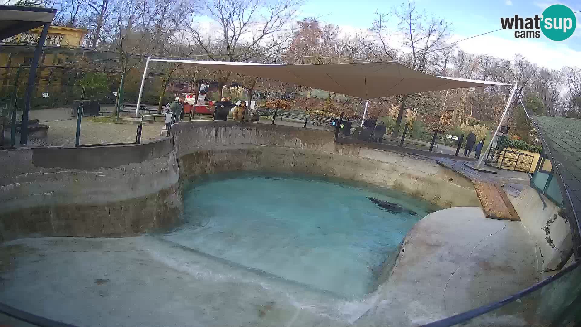 Zoo Zagreb –  León marino de California