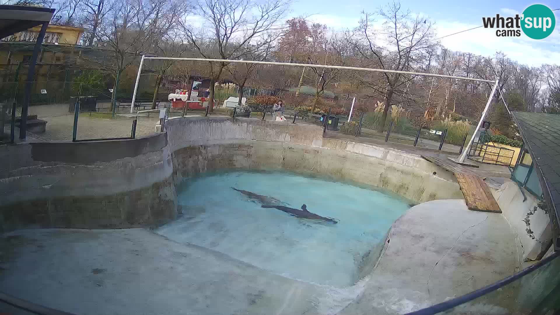 Zoo Zagreb –  León marino de California