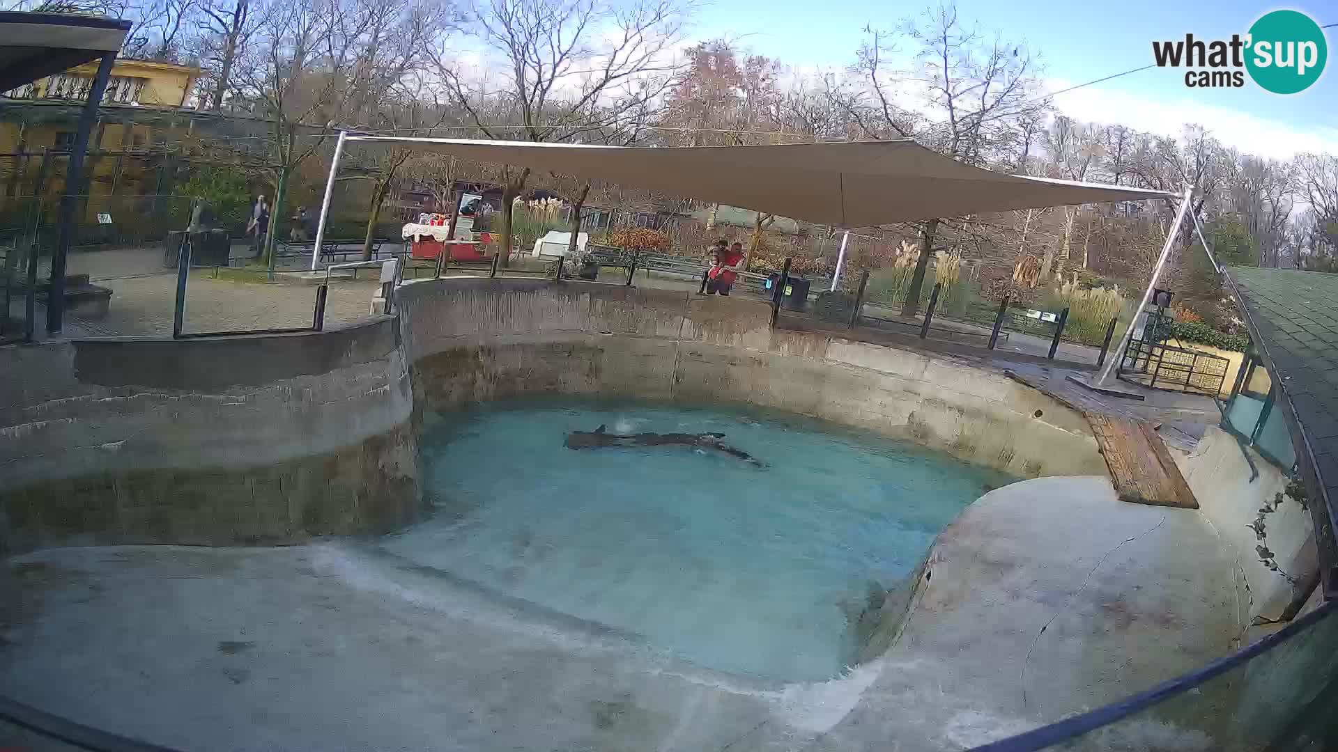 Zoo Zagreb –  León marino de California