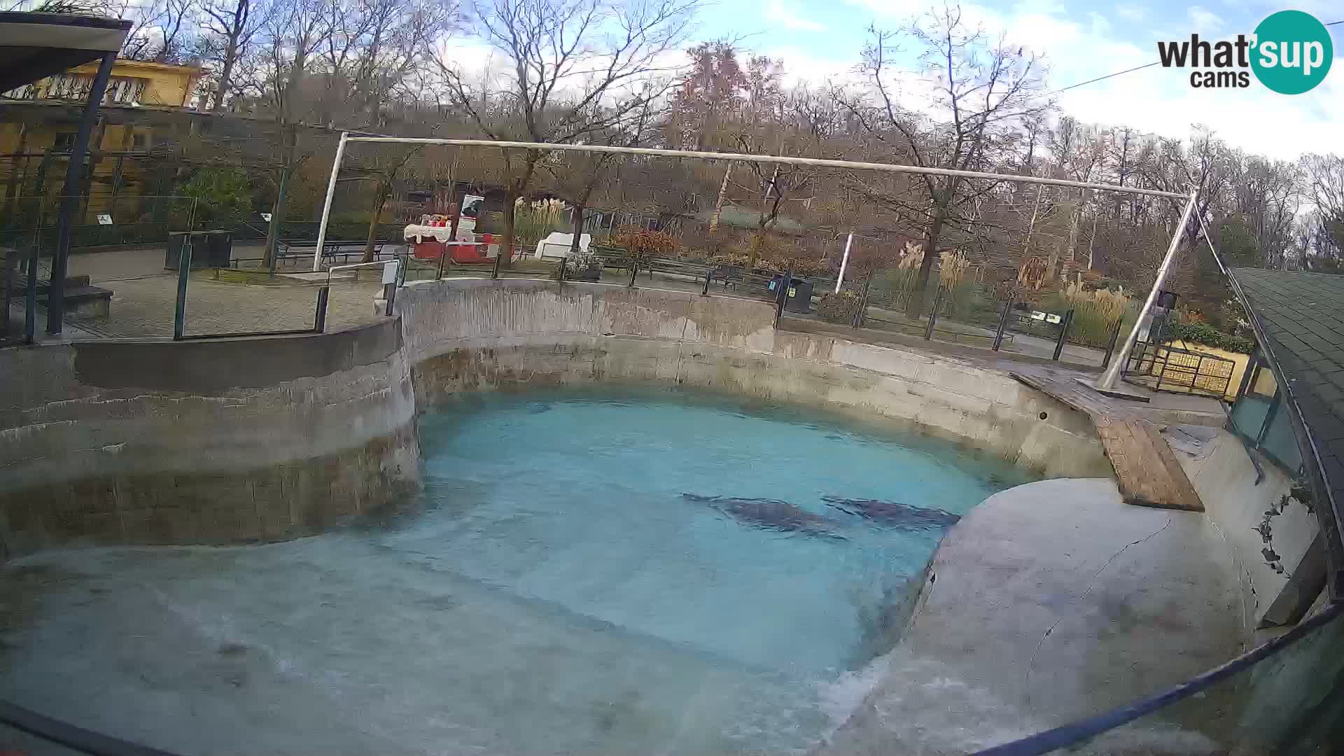 Zoo Zagreb – Kalifornischer Seelöwe