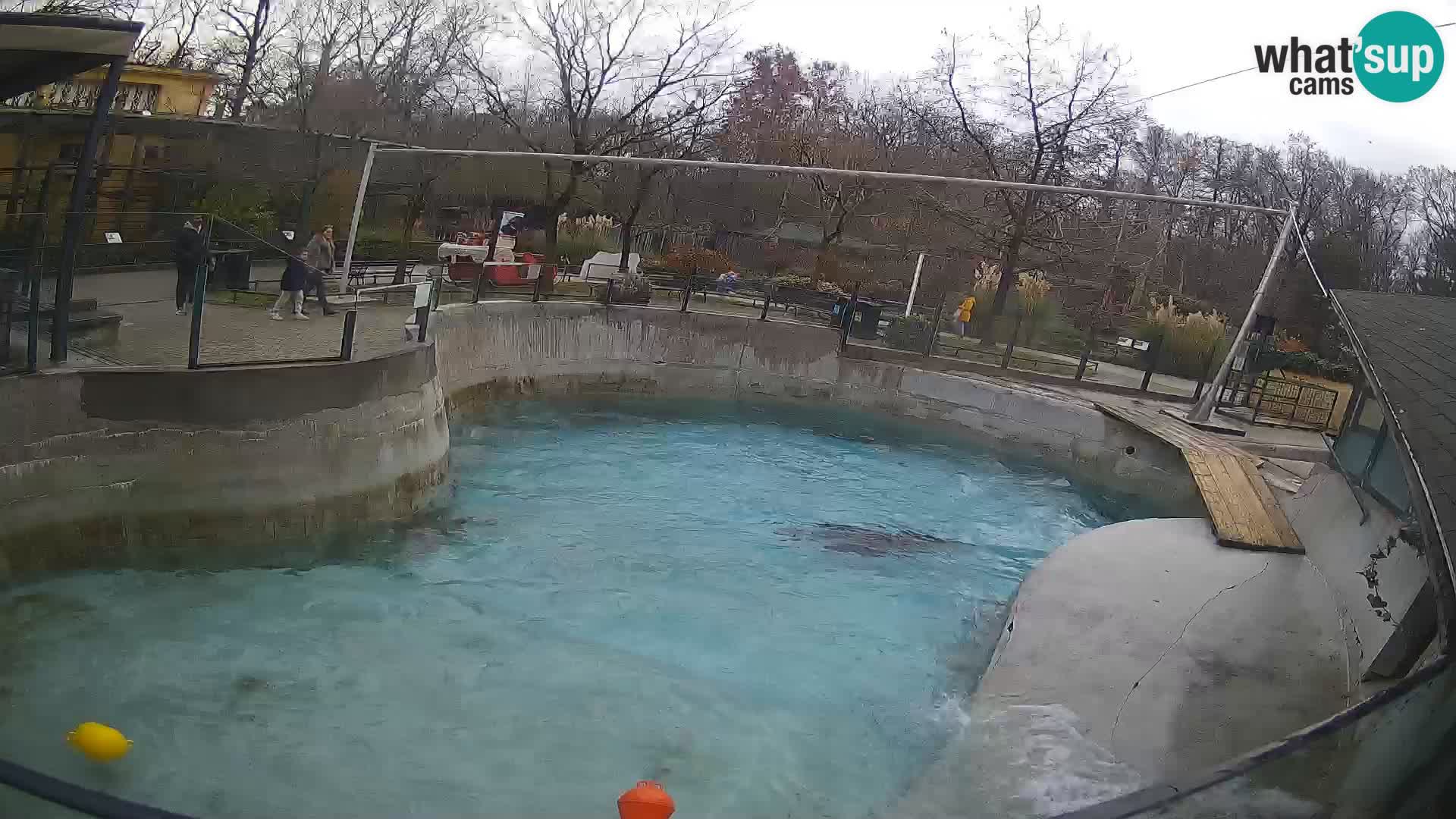 Zoo Zagreb –  León marino de California