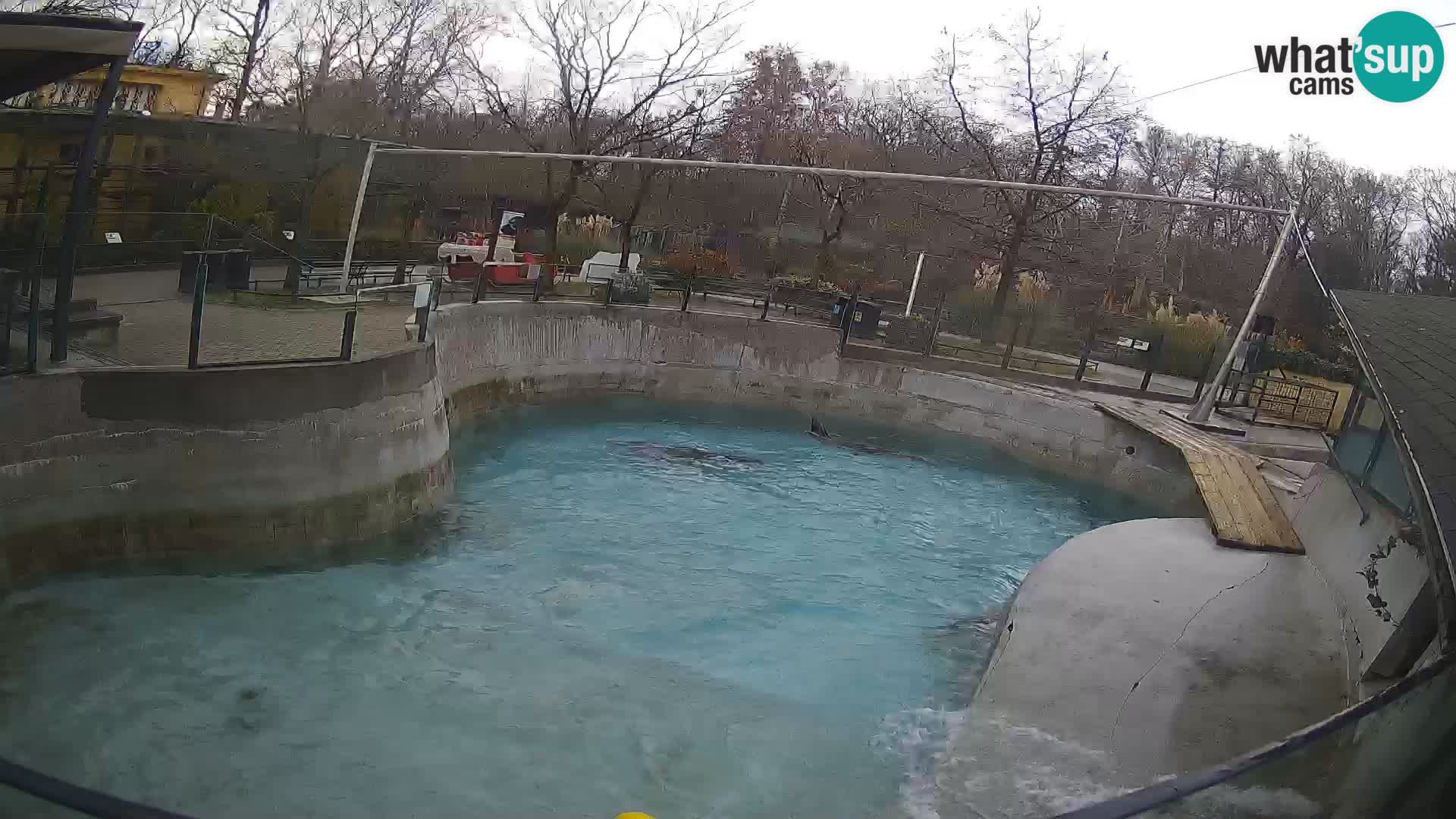 Zoo Zagreb –  León marino de California