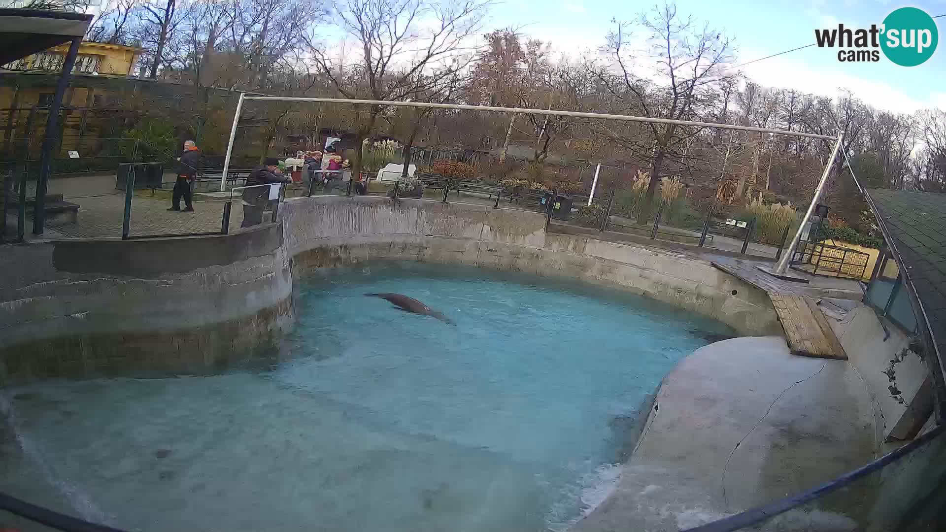 Zoo Zagreb –  León marino de California