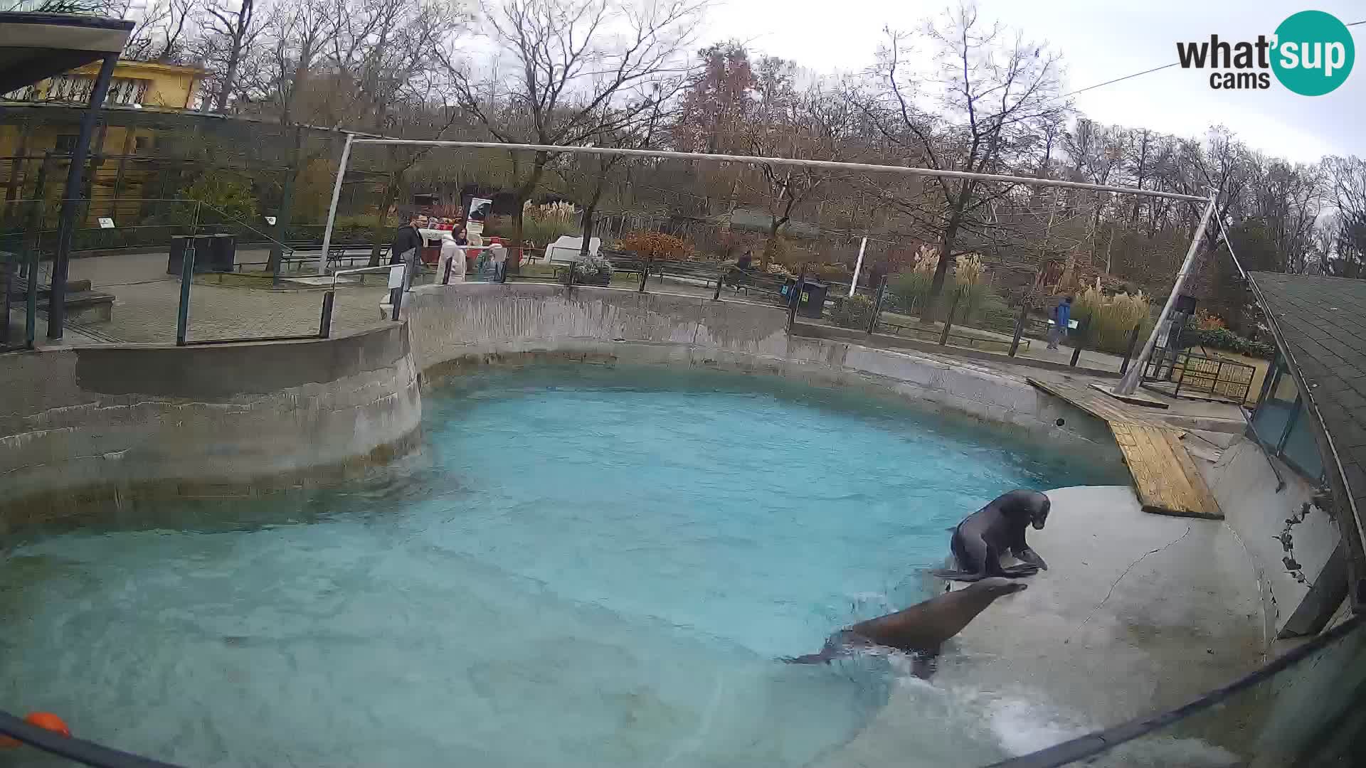 Zoo Zagreb –  León marino de California