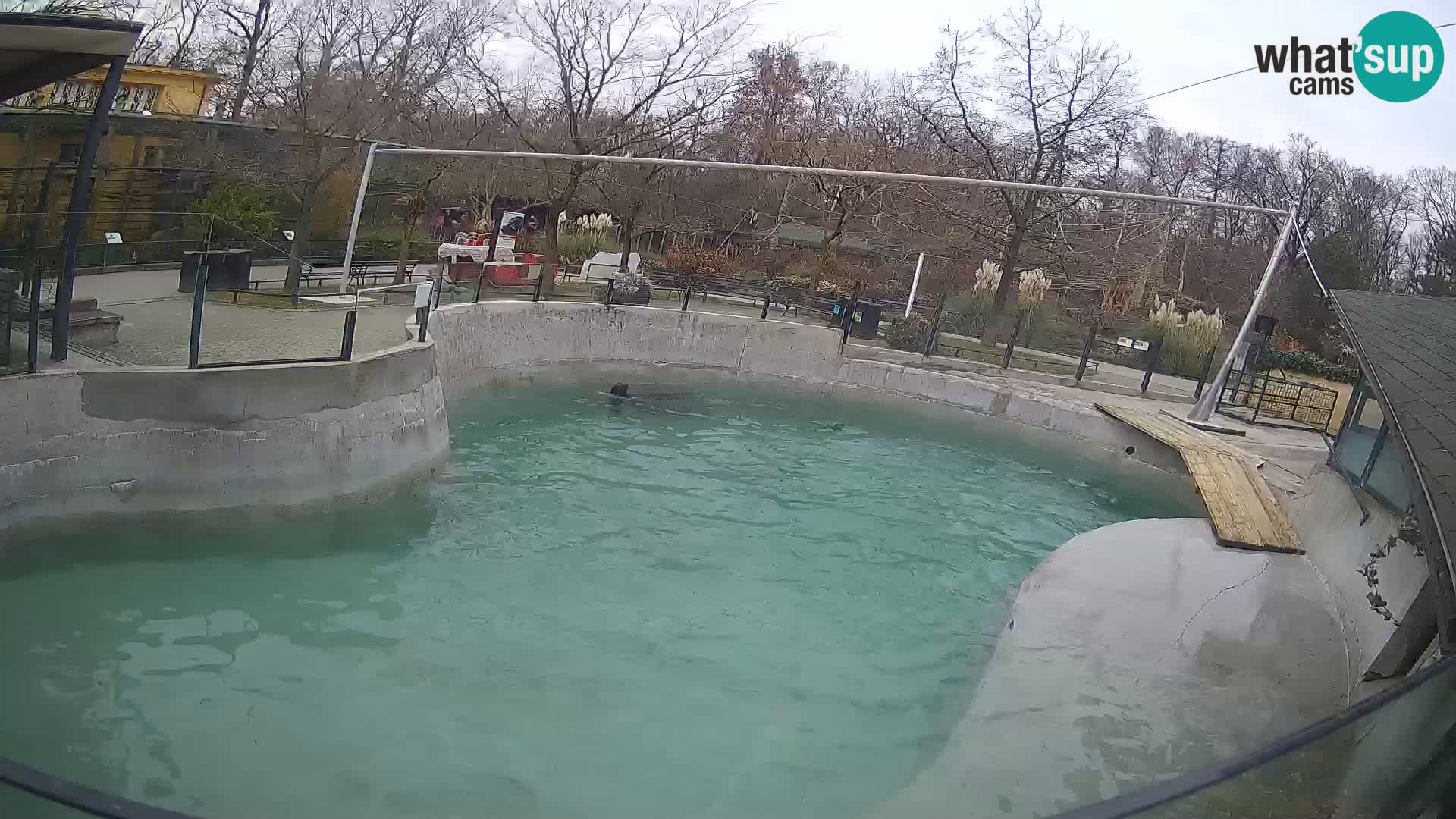 Zoo Zagreb –  León marino de California