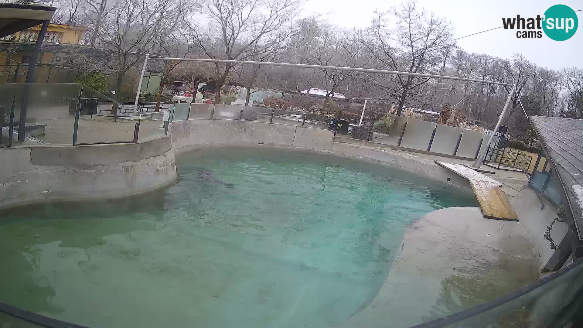 Zoo Zagreb – California Sea Lion