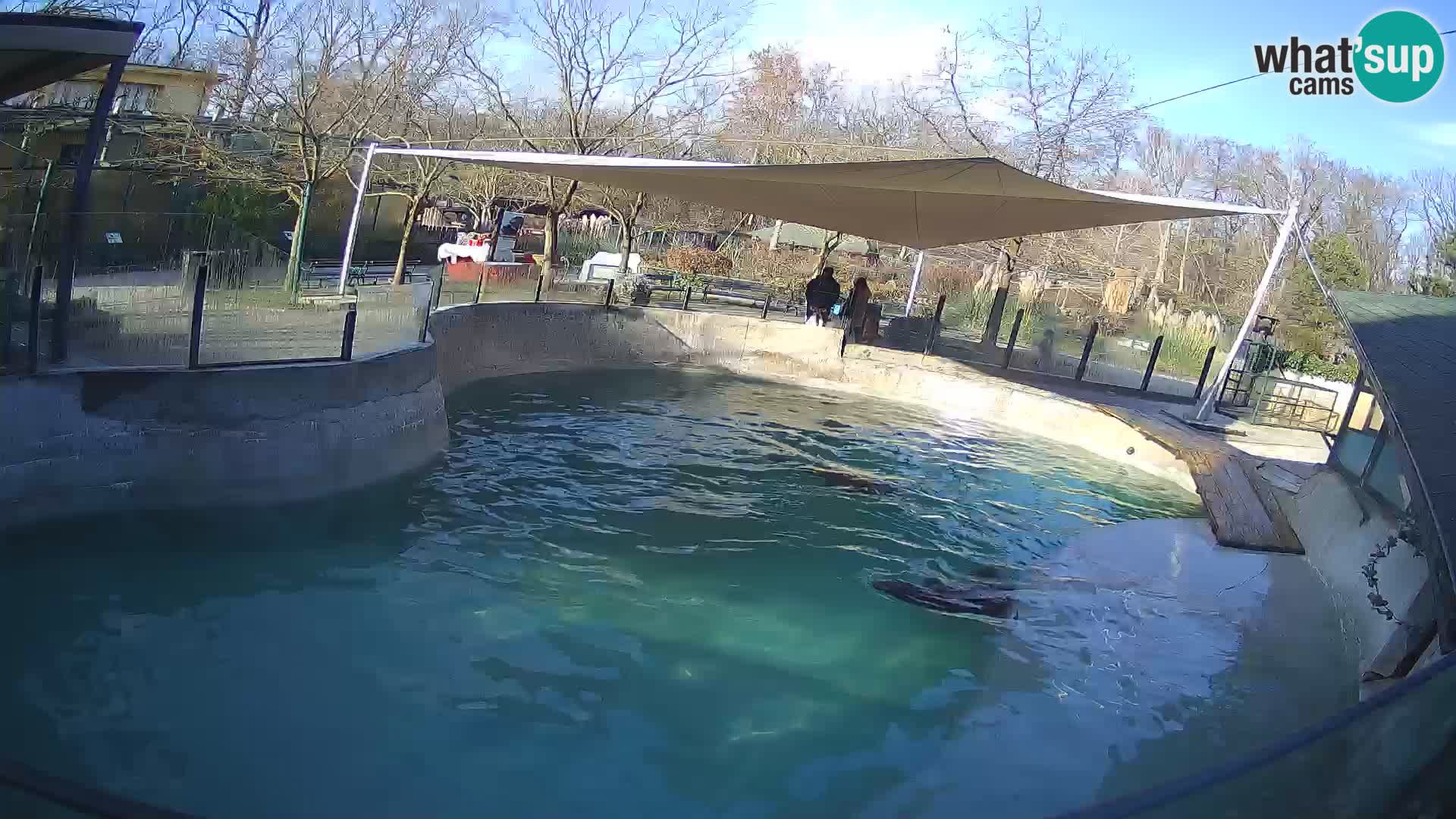 Zoo Zagreb –  León marino de California