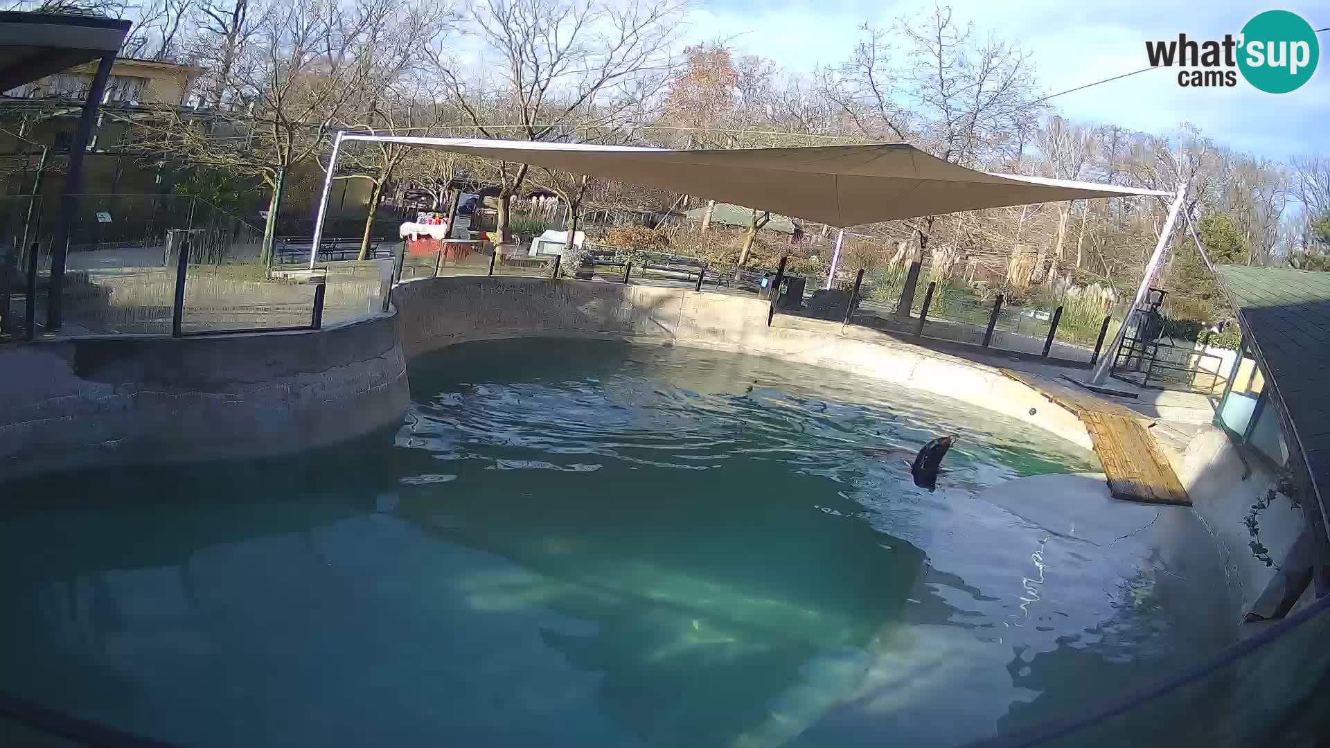 Zoo Zagreb –  León marino de California