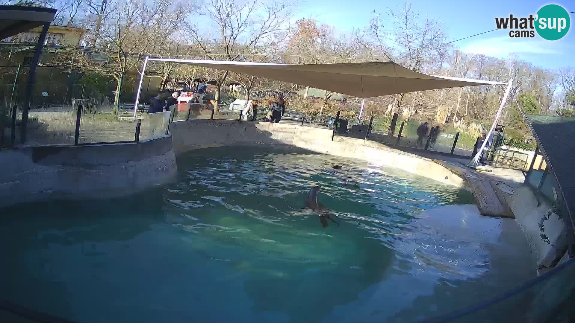 Zoo Zagreb – Kalifornischer Seelöwe