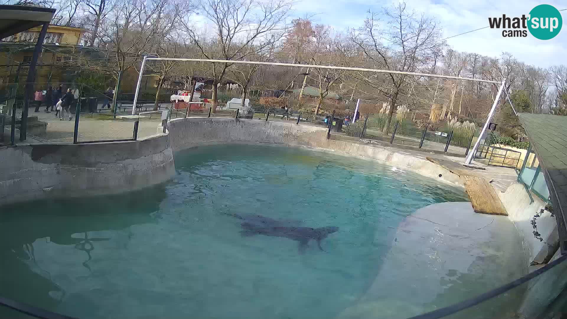 Zoo Zagreb –  León marino de California