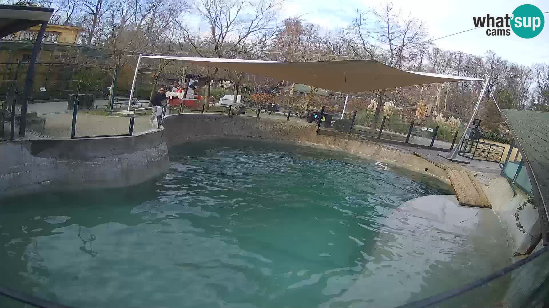 Zoo Zagreb –  León marino de California