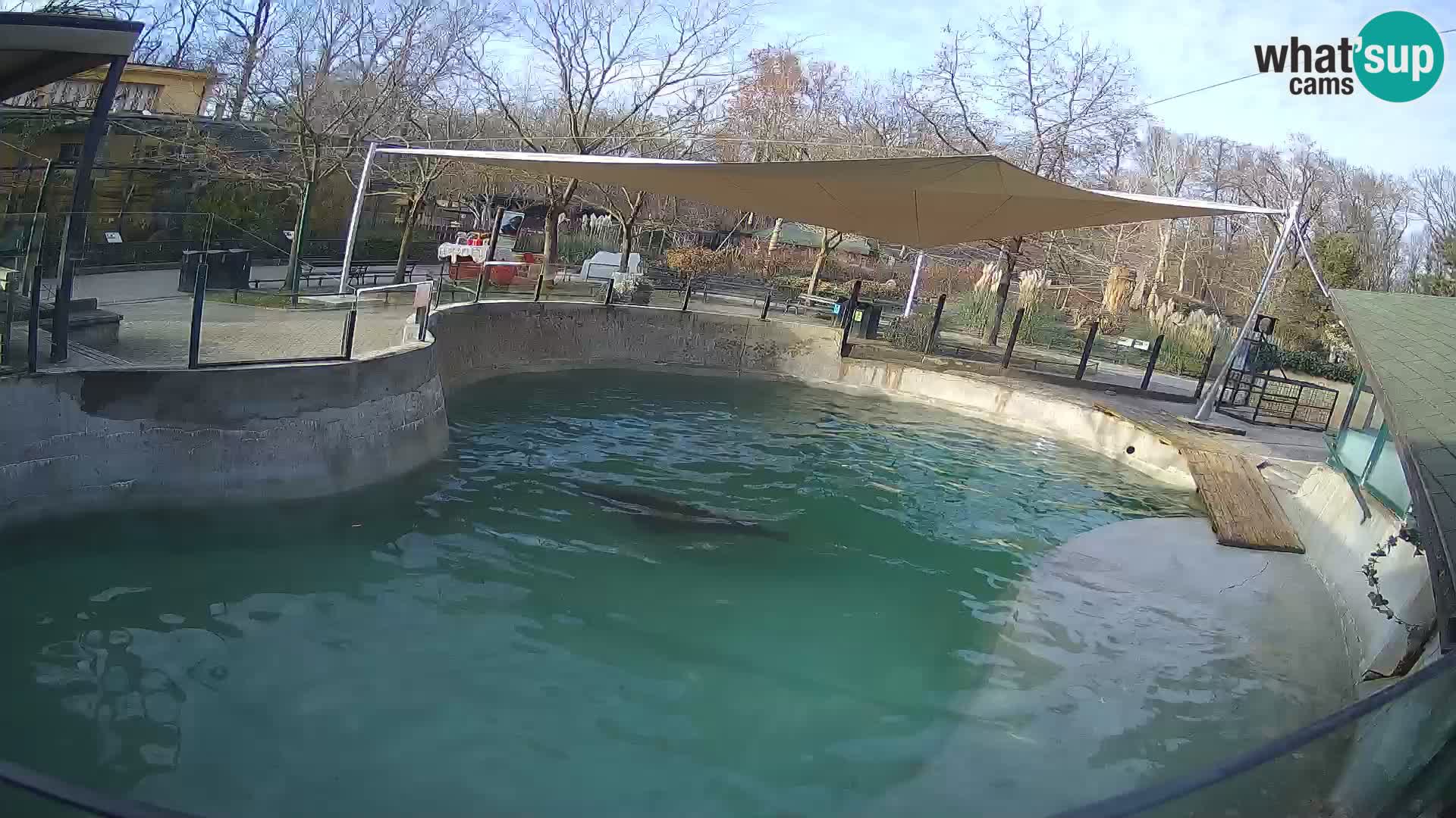 Zoo Zagreb –  León marino de California