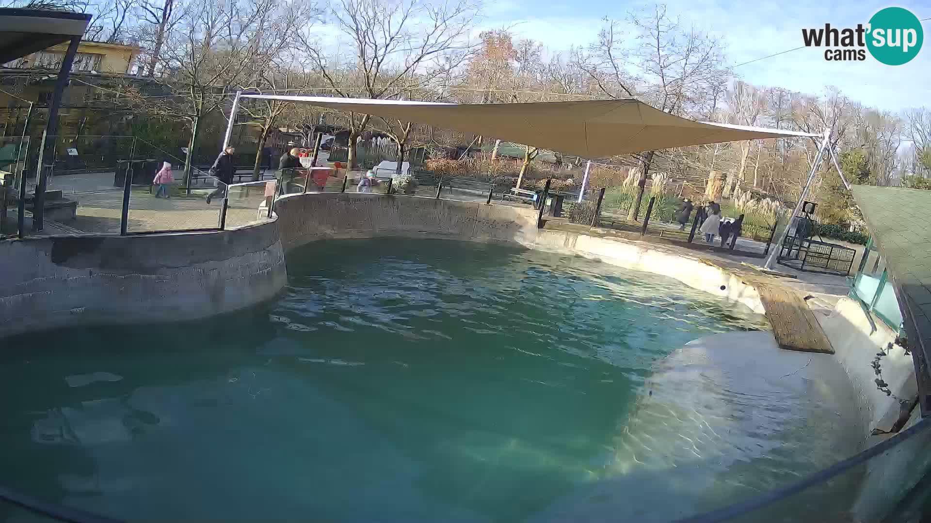 Zoo Zagreb –  León marino de California