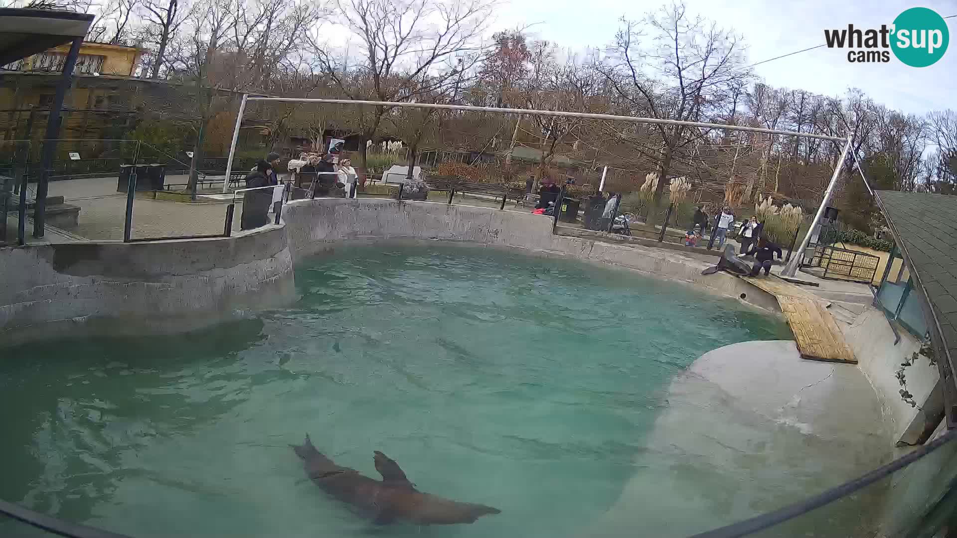 Zoo Zagreb – Kalifornischer Seelöwe